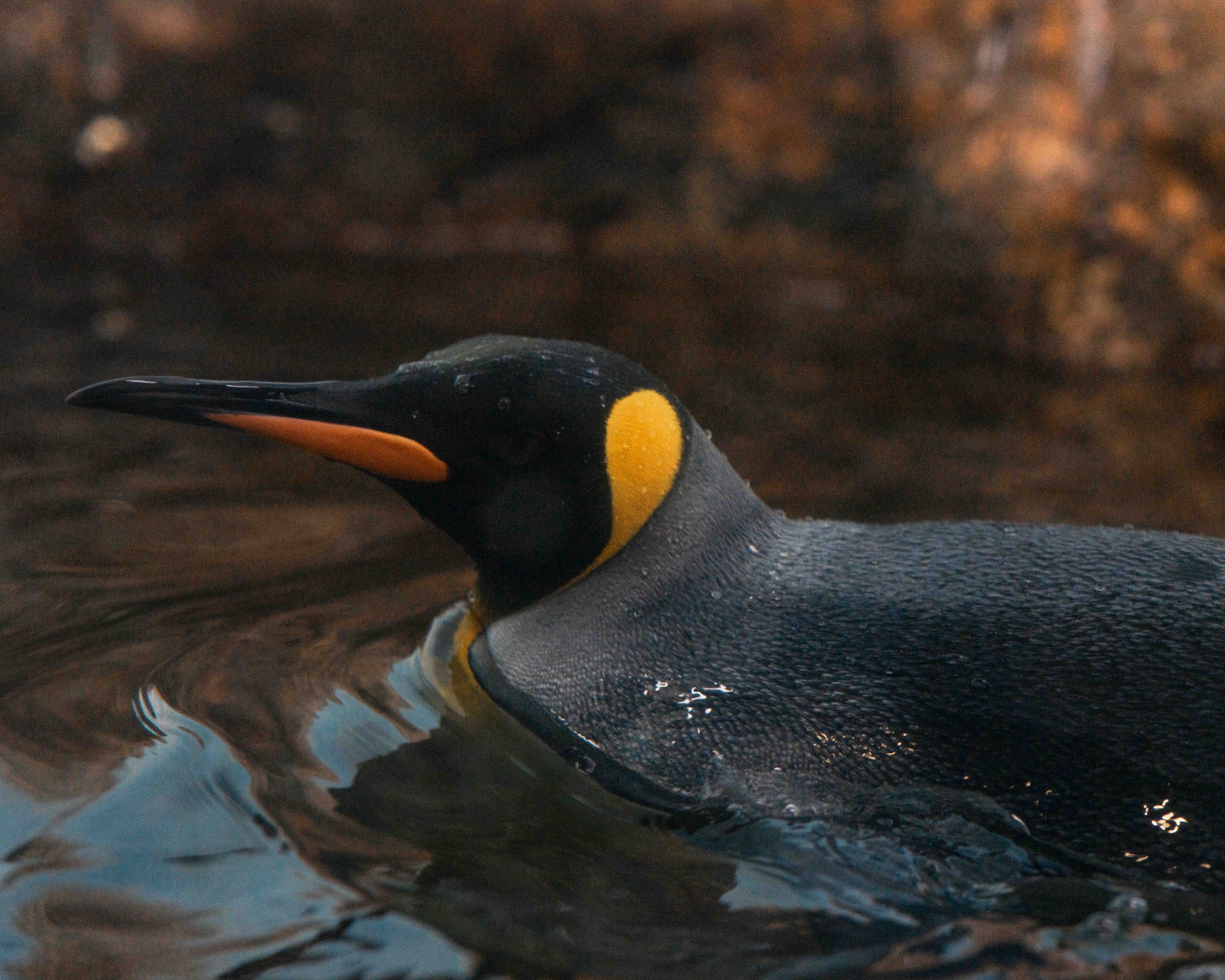 A close-up of a king penguin swimming in water with a dark, rocky background.