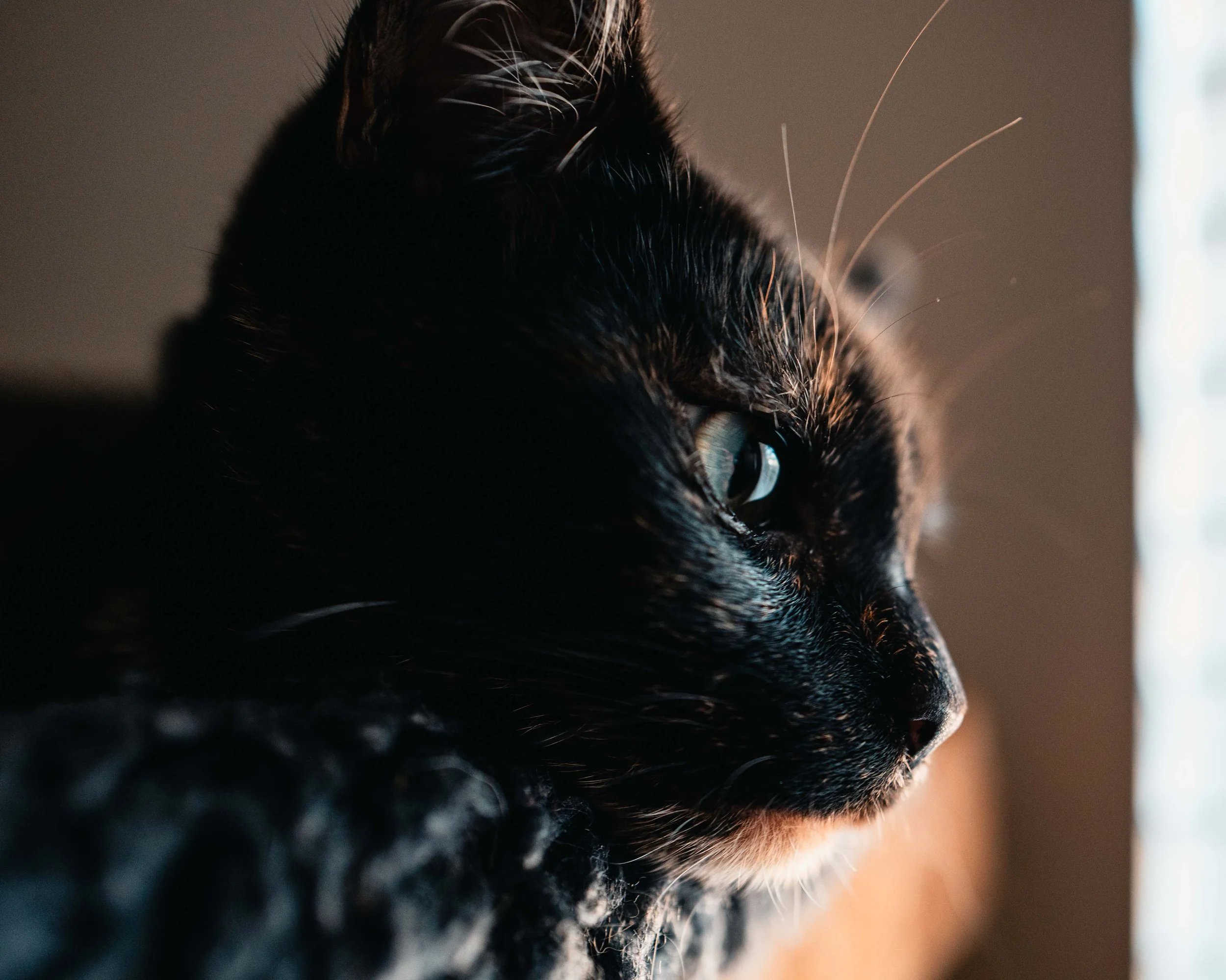 Close-up side view of a black and orange tabby cat gazing out a window.