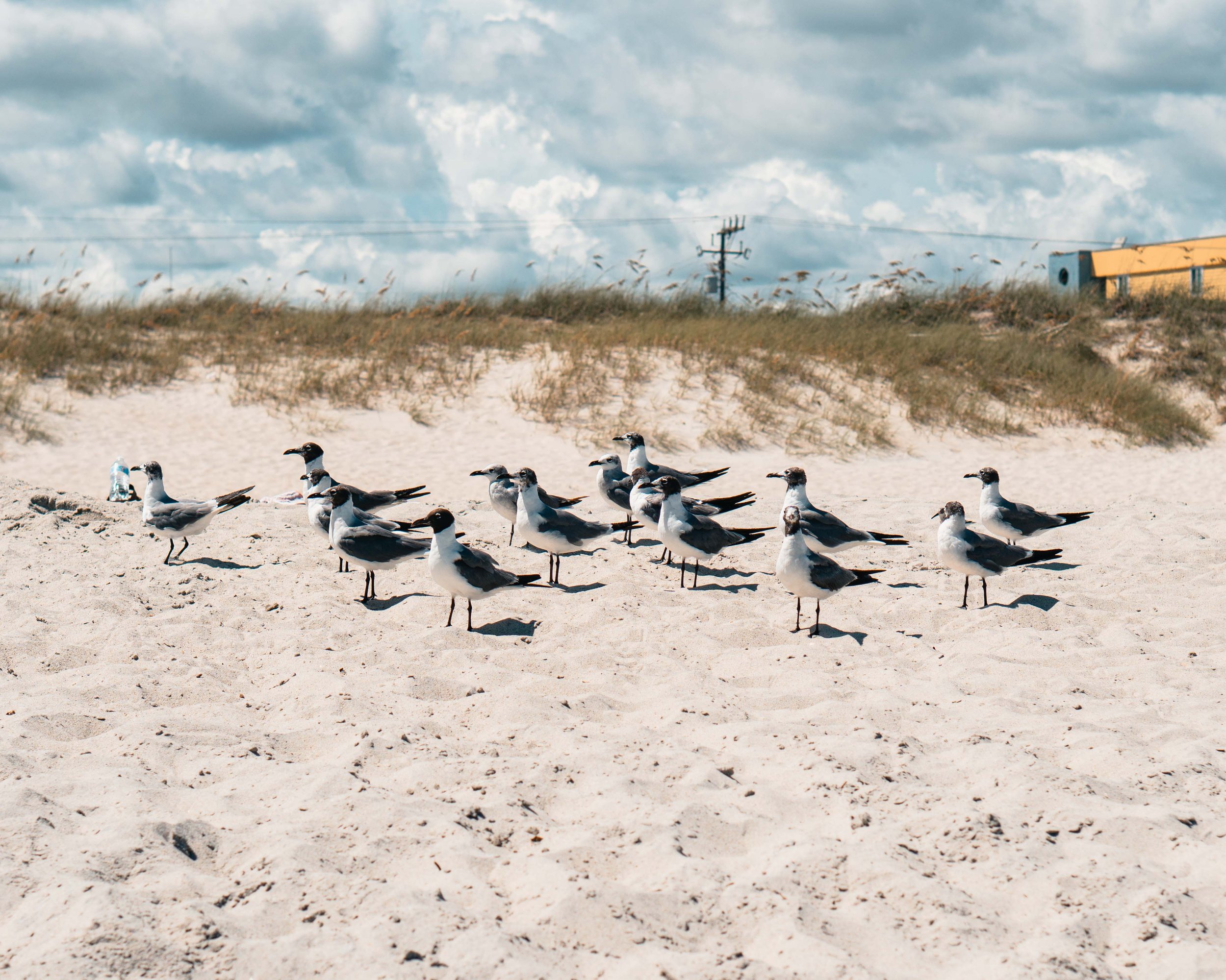 Group of seagulls on sandy beach with grassy dunes and cloudy sky in the background.