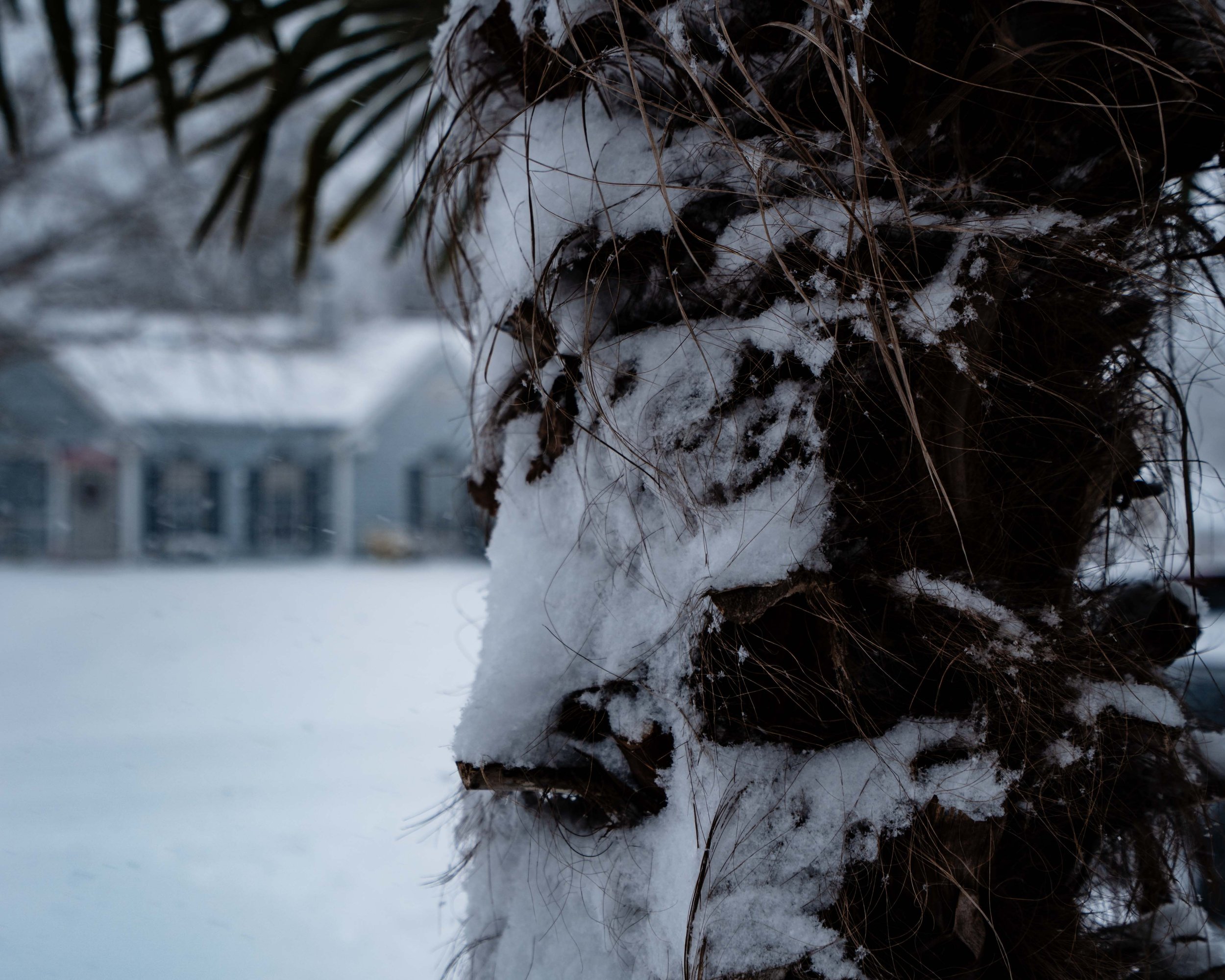 Close-up of a snow-covered animal mask or sculpture with dark hair and leaves, against a snowy background with houses in the distance.