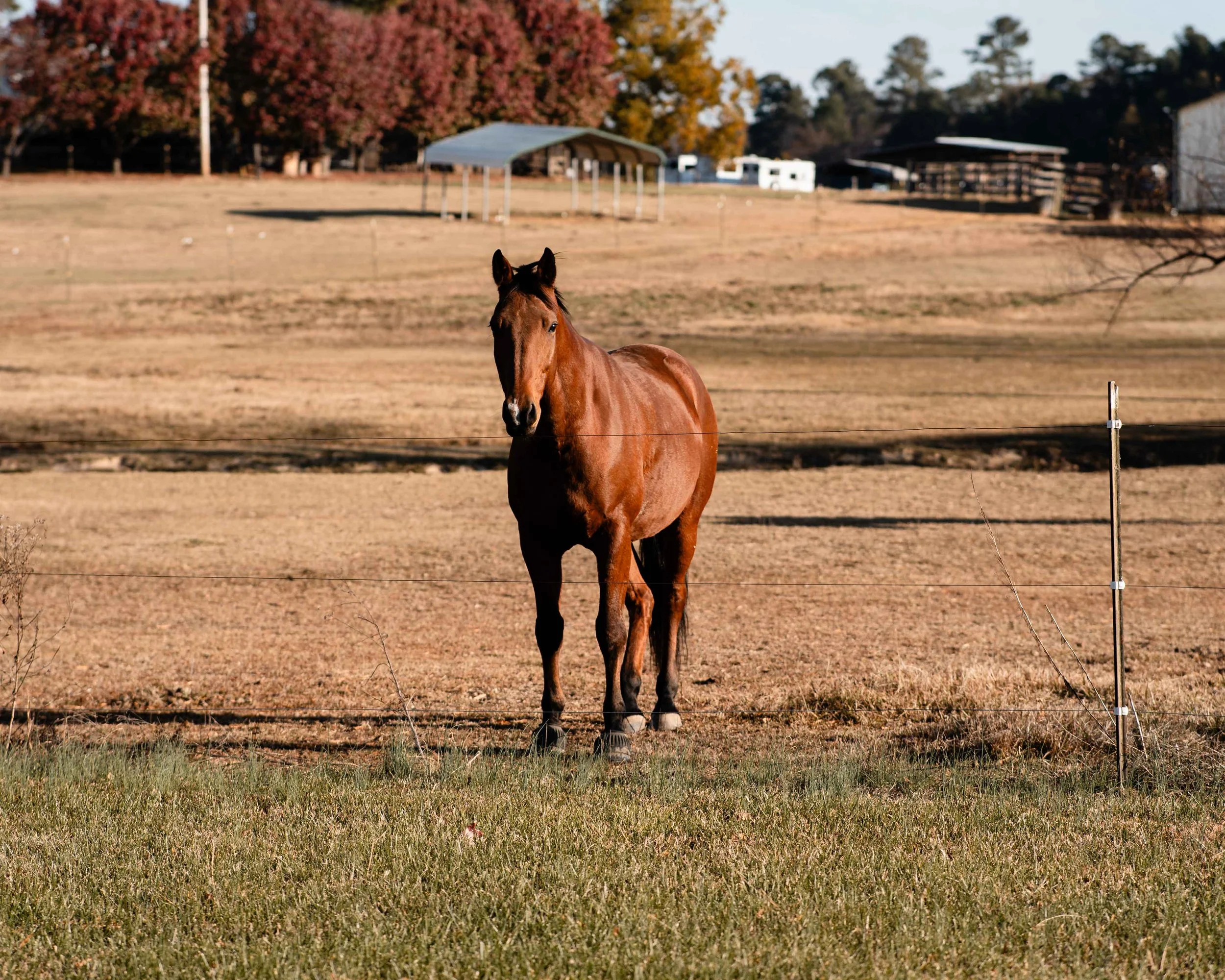 A brown horse standing behind a wire fence in a rural field during fall with trees and buildings in the background.