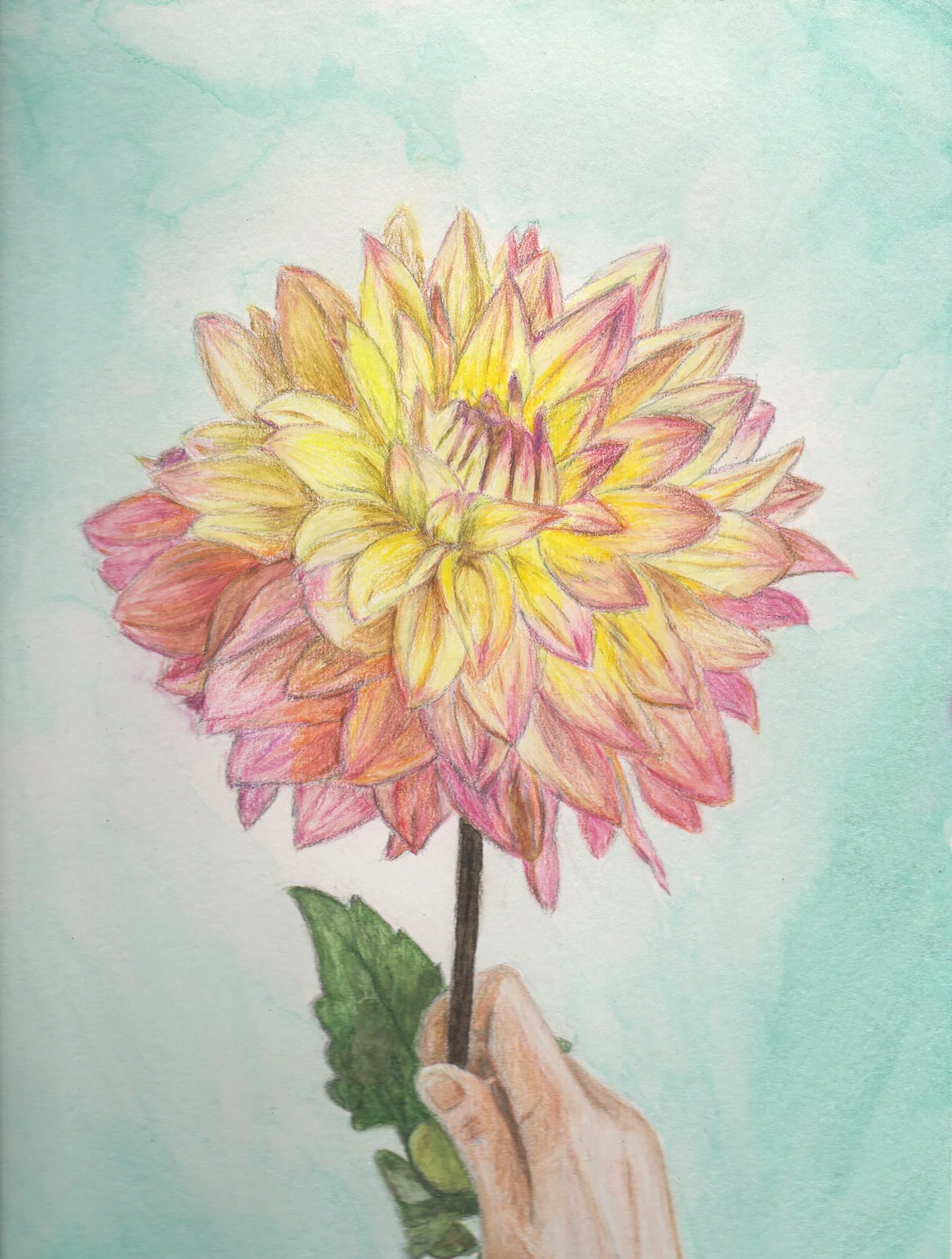 Yellow/pink Dahlia