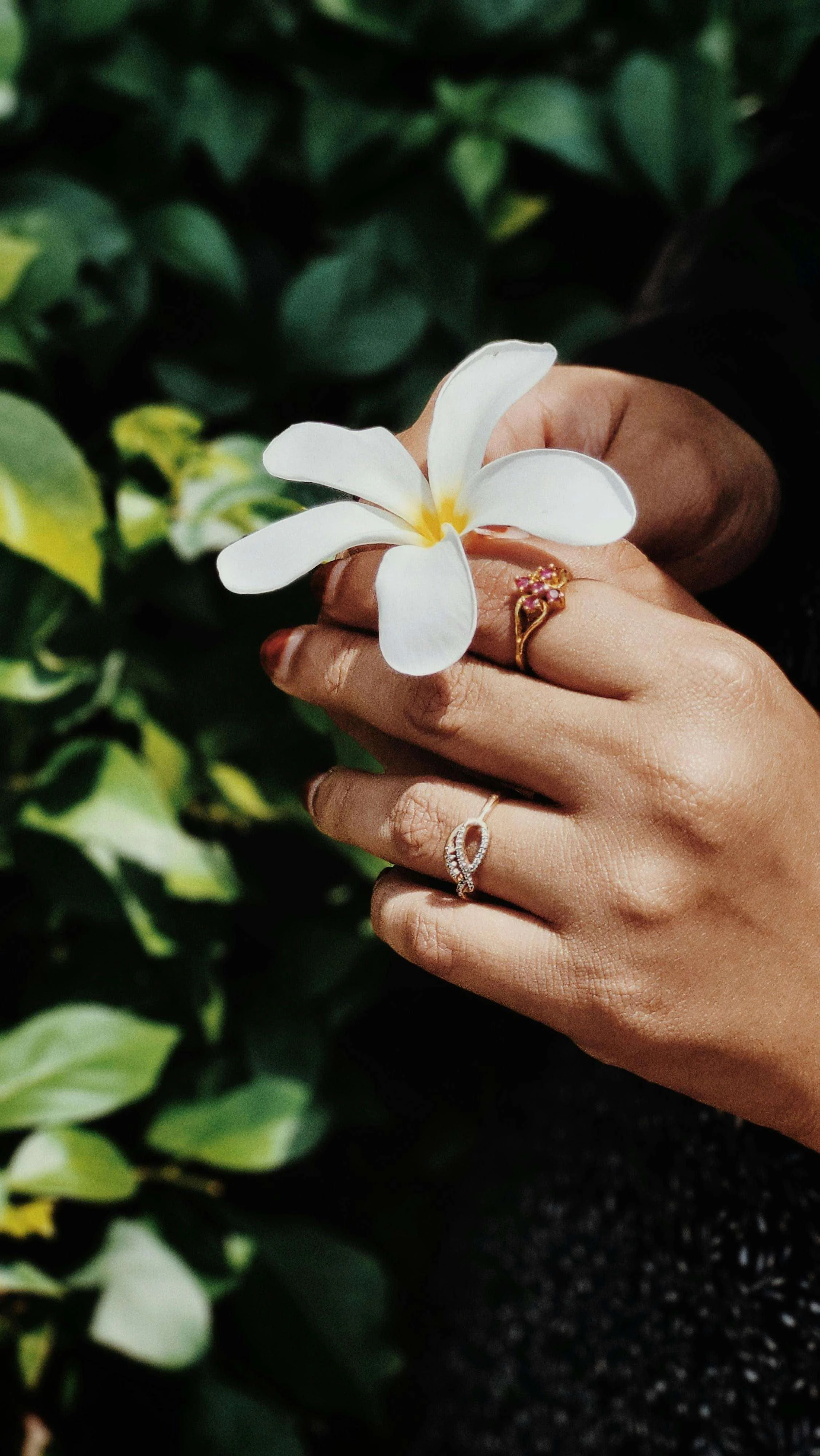 Close-up of hands holding a small white flower, with green foliage softly blurred in the background.
