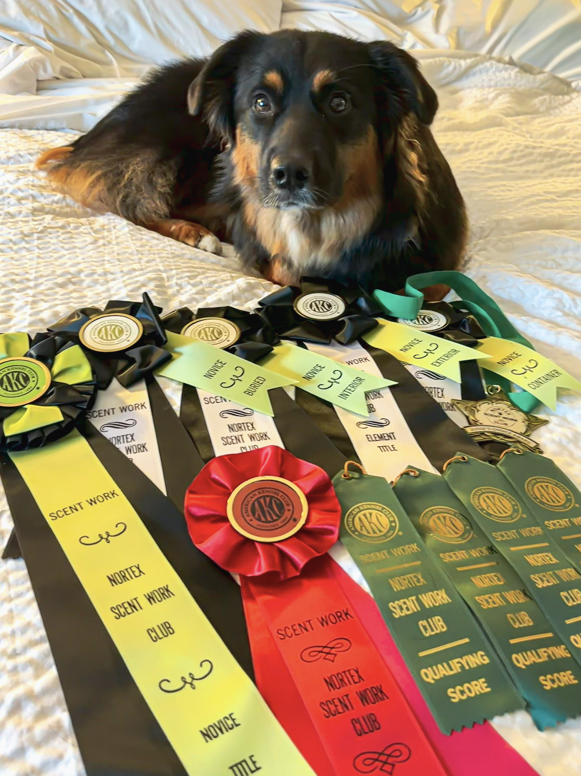 A black and brown dog lying on a bed, surrounded by various award ribbons from the Nortex Scent Work Club.