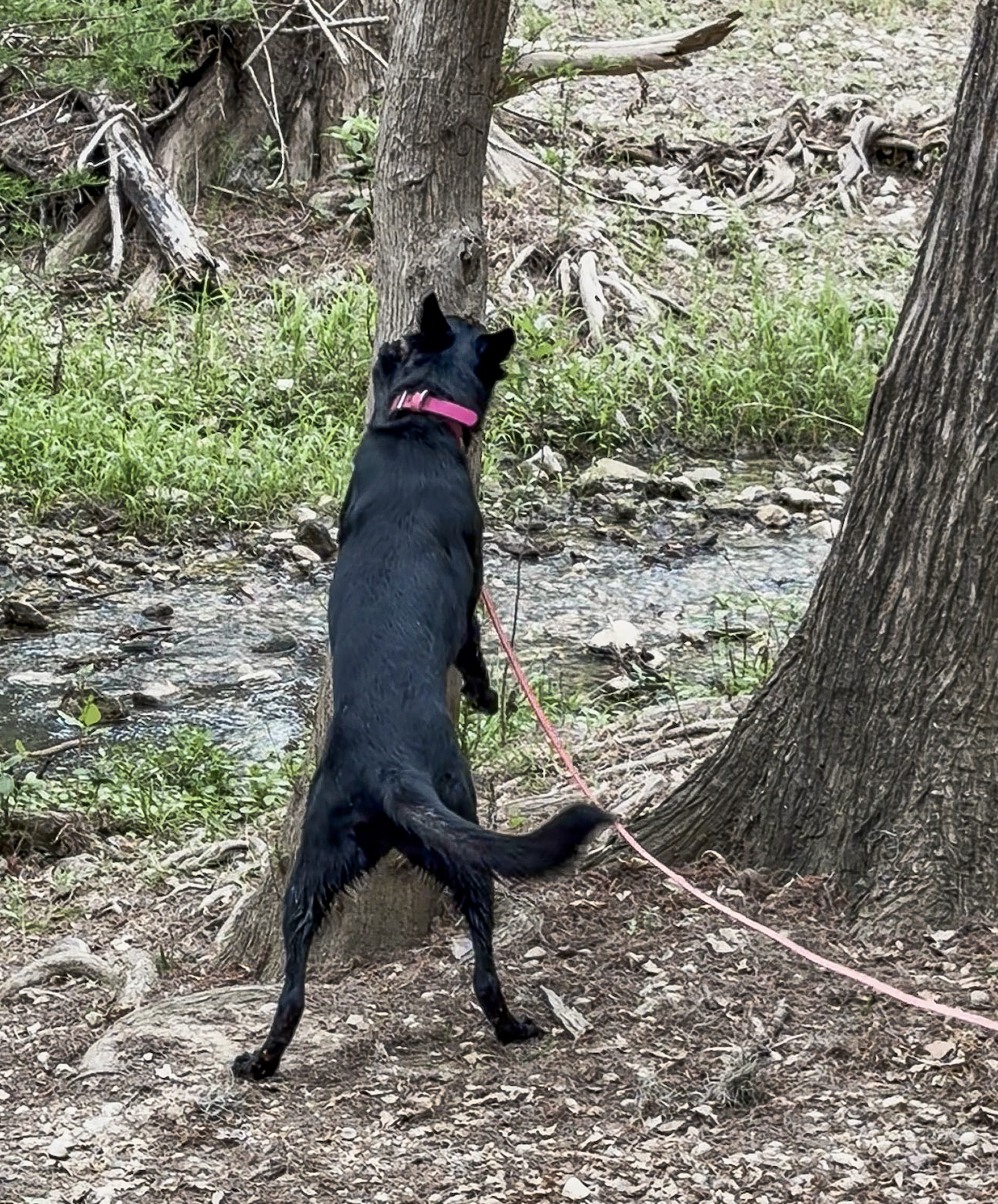 A black dog wearing a pink collar and leash stands on its hind legs searching for scent. He is training with Underdog Detection Services.