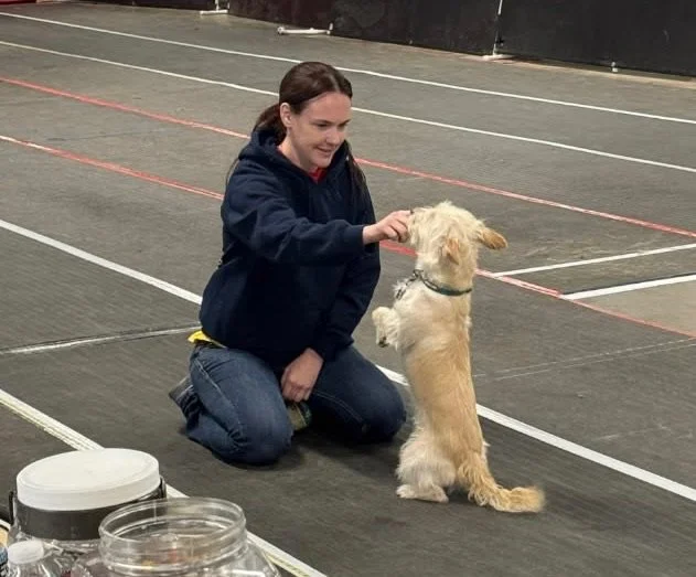A woman in a blue hoodie and jeans kneeling on the floor of an indoor dog training facility, training a golden retriever puppy sitting in front of her. There are scent jars or containers on the floor nearby.