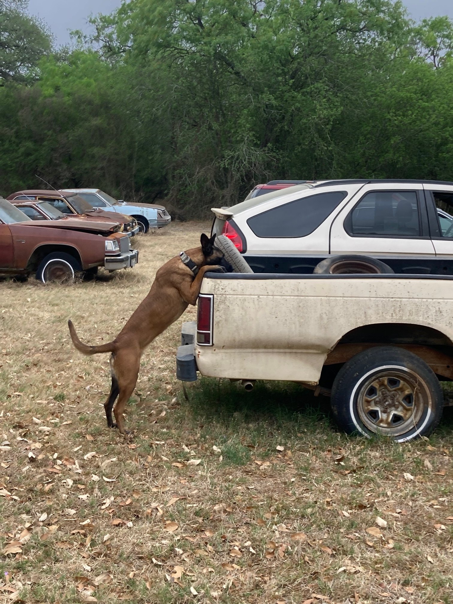 Custom K9 Evaluation & Assessment Services