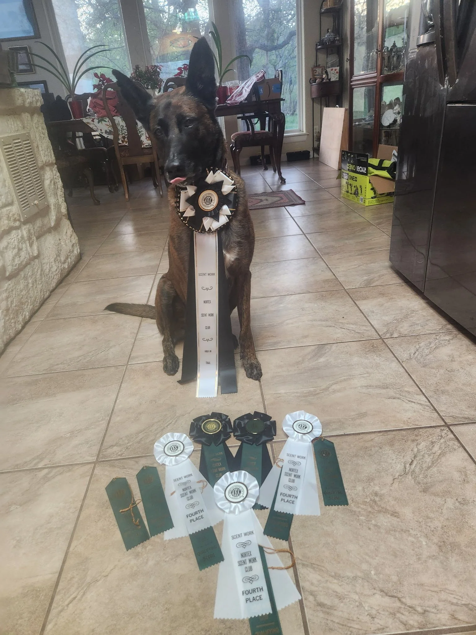 A Belgian Malinois dog sitting on tiled floor with ribbons and awards in front. The dog has an award ribbon on its neck. The room has a large window, wooden chairs, a glass-fronted cabinet, and various decorations, with trees visible outside.