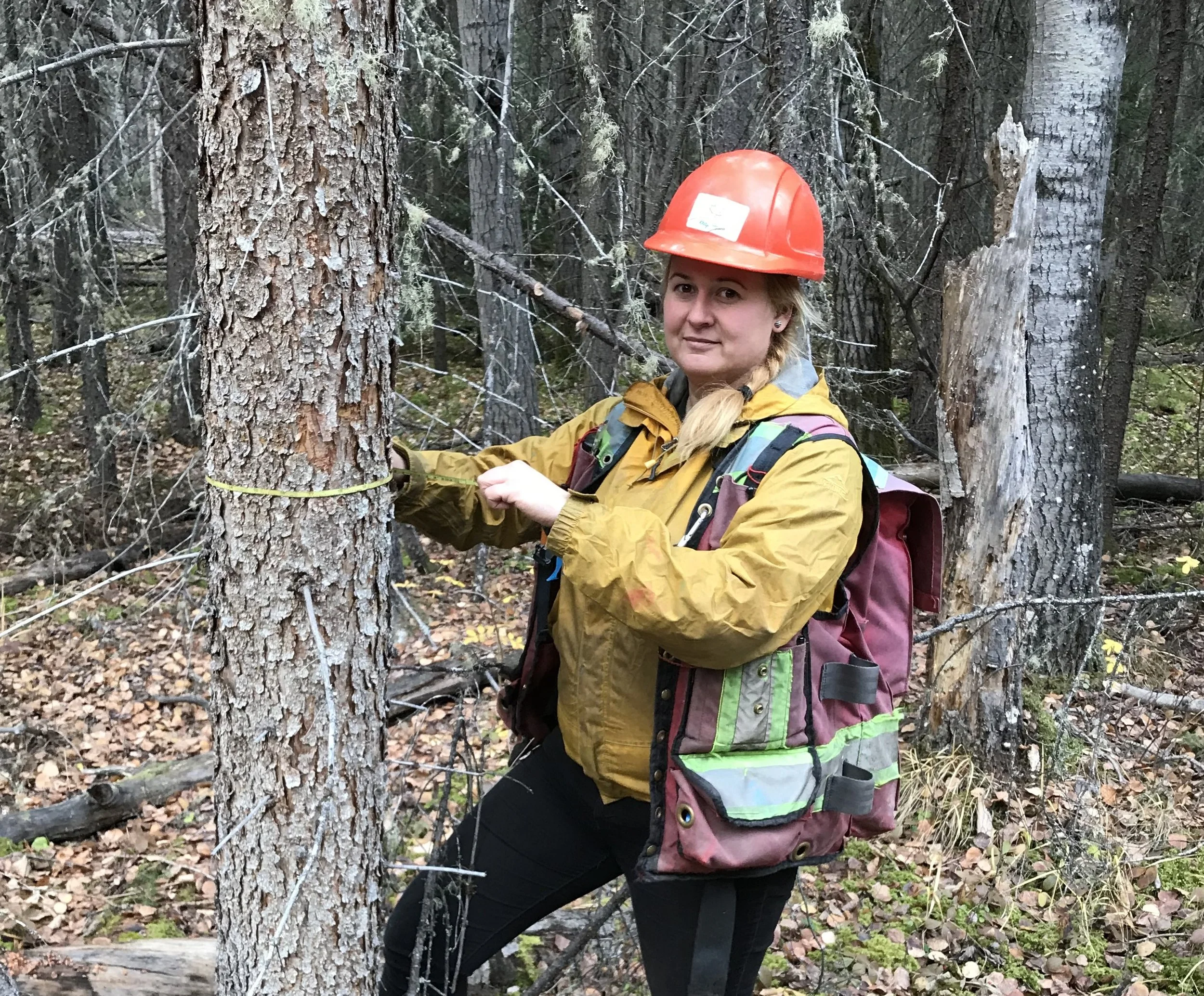 A woman in a yellow jacket and orange safety helmet measuring a tree with a yellow tape measure in a wooded area.