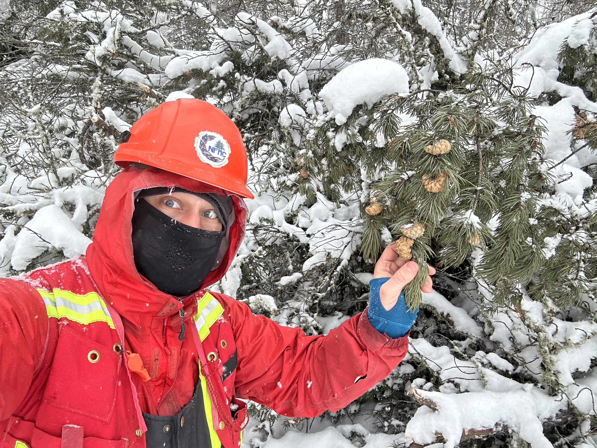 Tree Planting &amp; Cone Collection