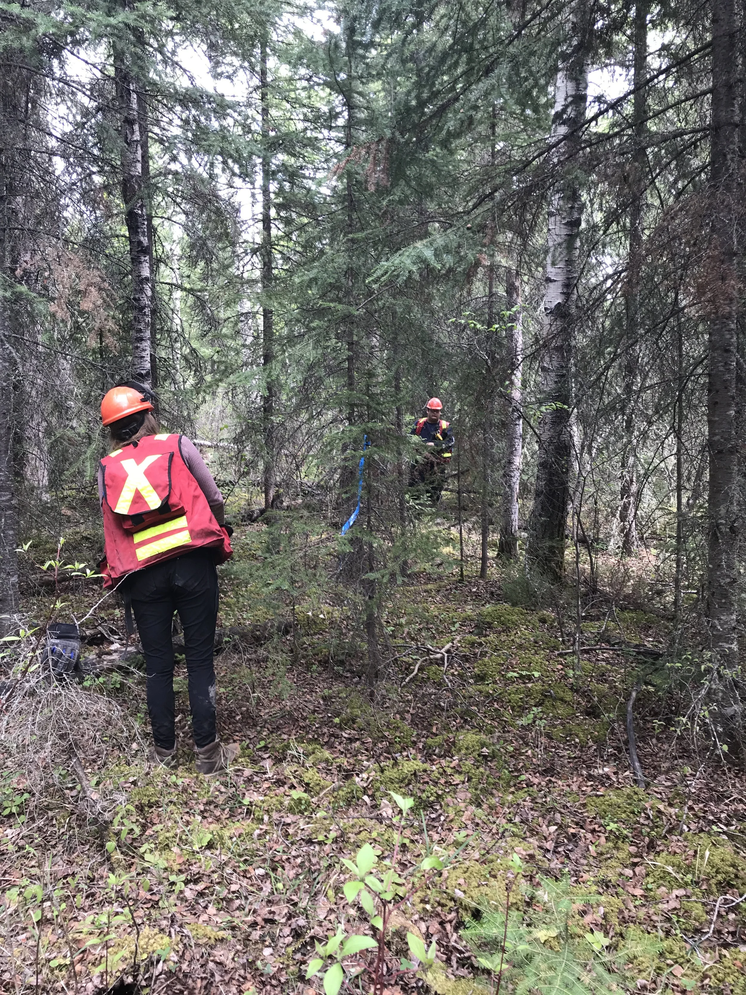 Two people are working in a dense forest, wearing safety helmets and vests. They appear to be conducting some kind of environmental or forestry work.