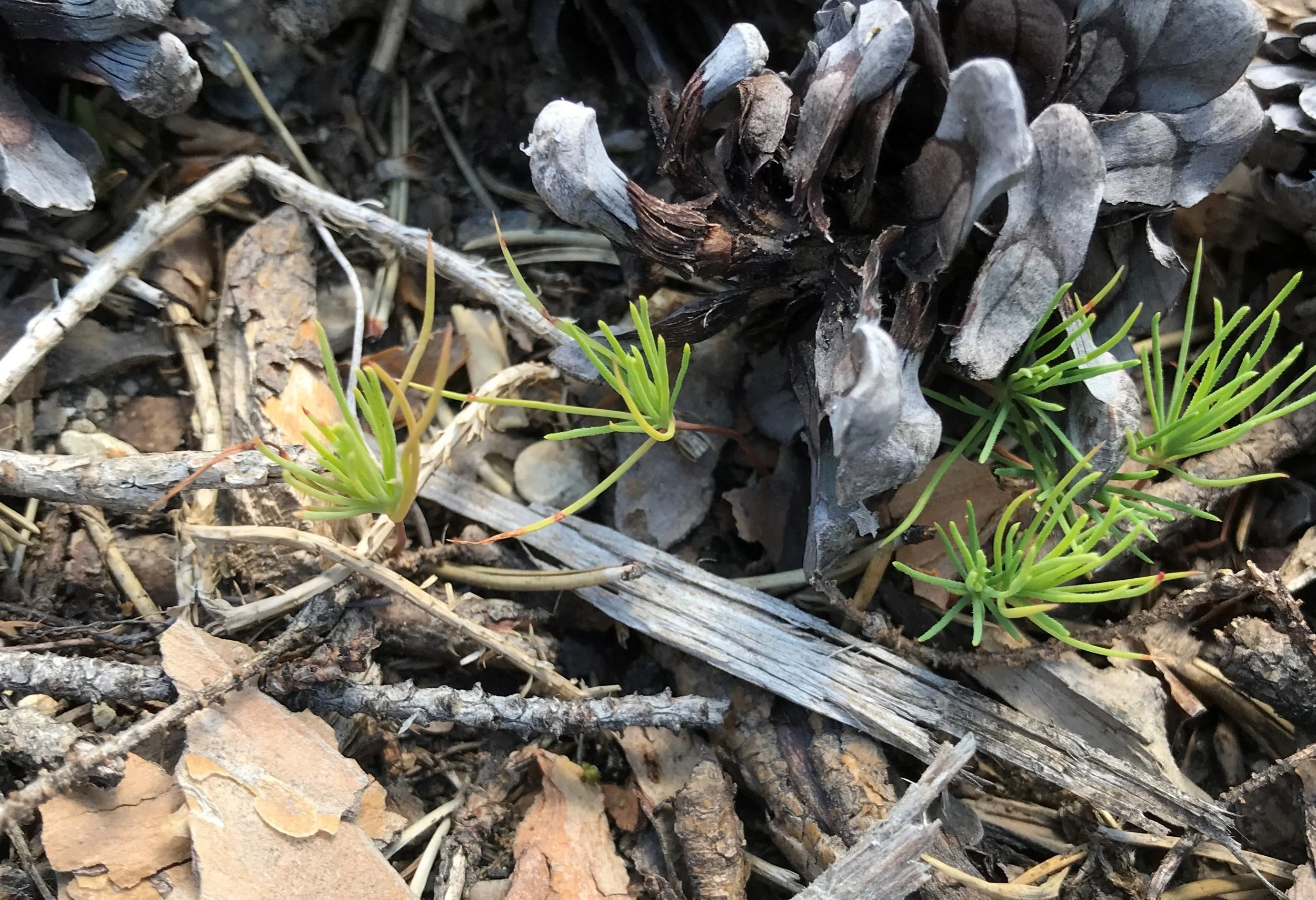 Small green plants growing among dried leaves, twigs, and a pine cone on forest floor.
