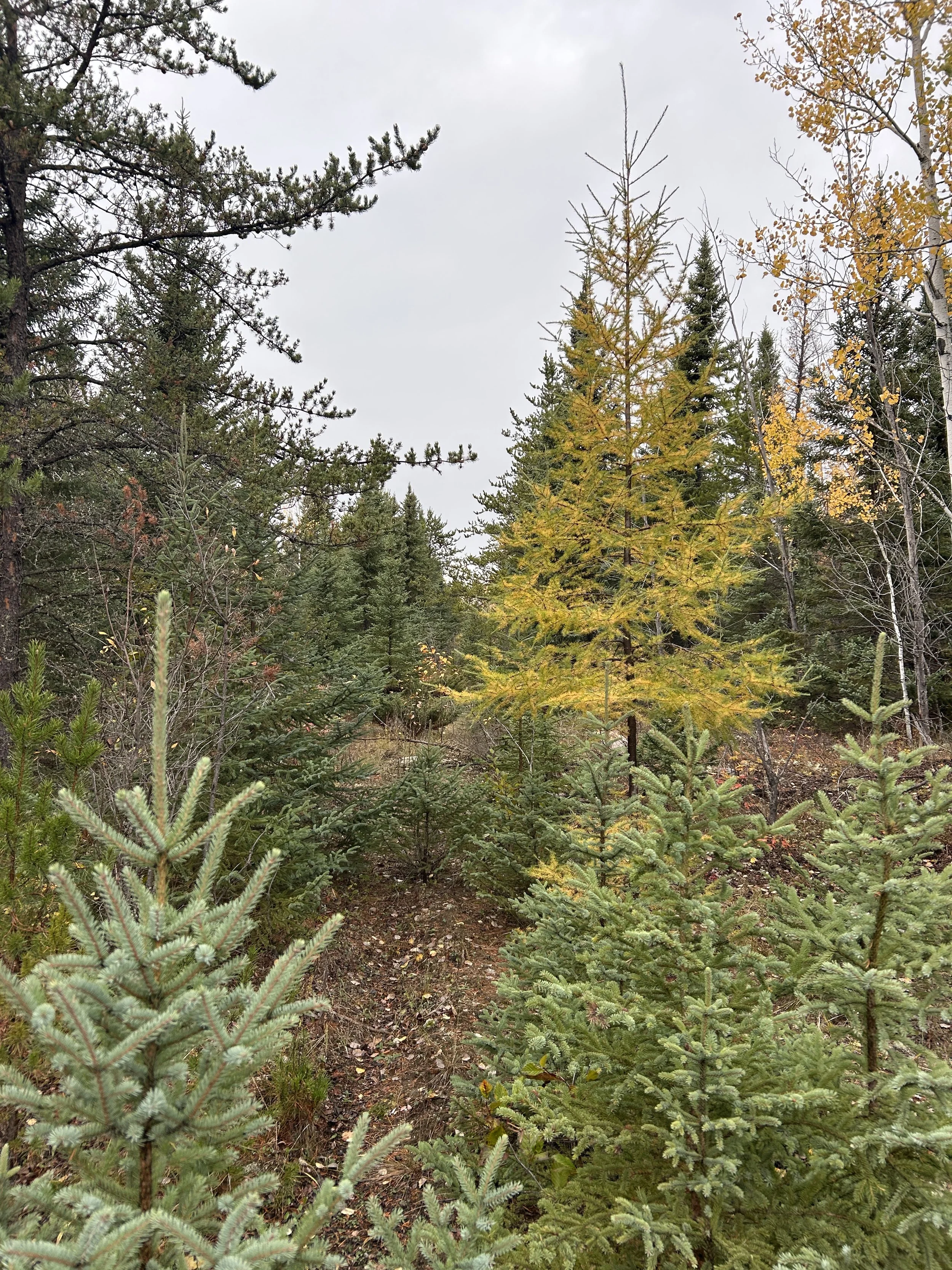 A forested area with a mix of green and yellow evergreen trees and a dirt path.