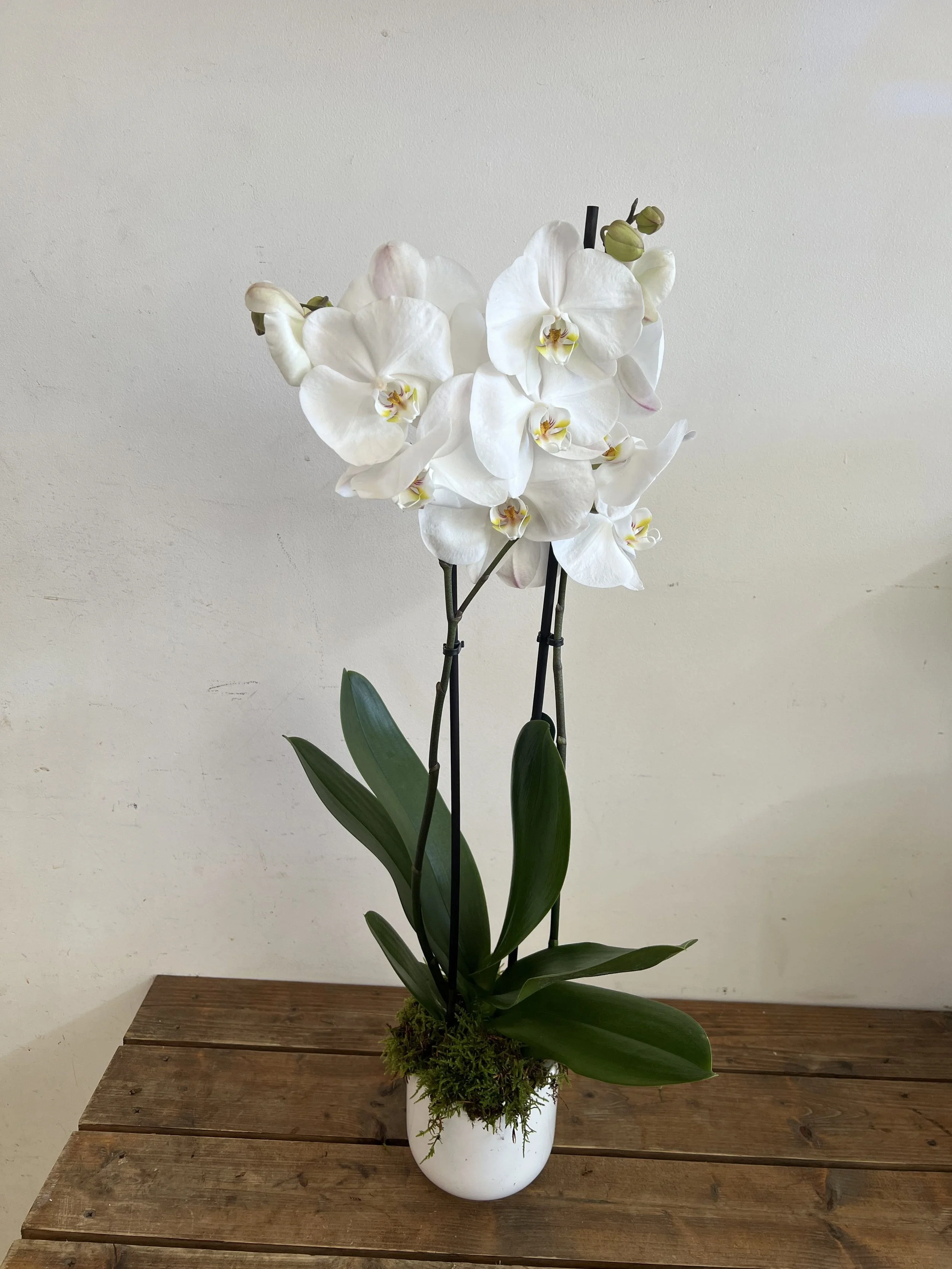Orchid In Pot