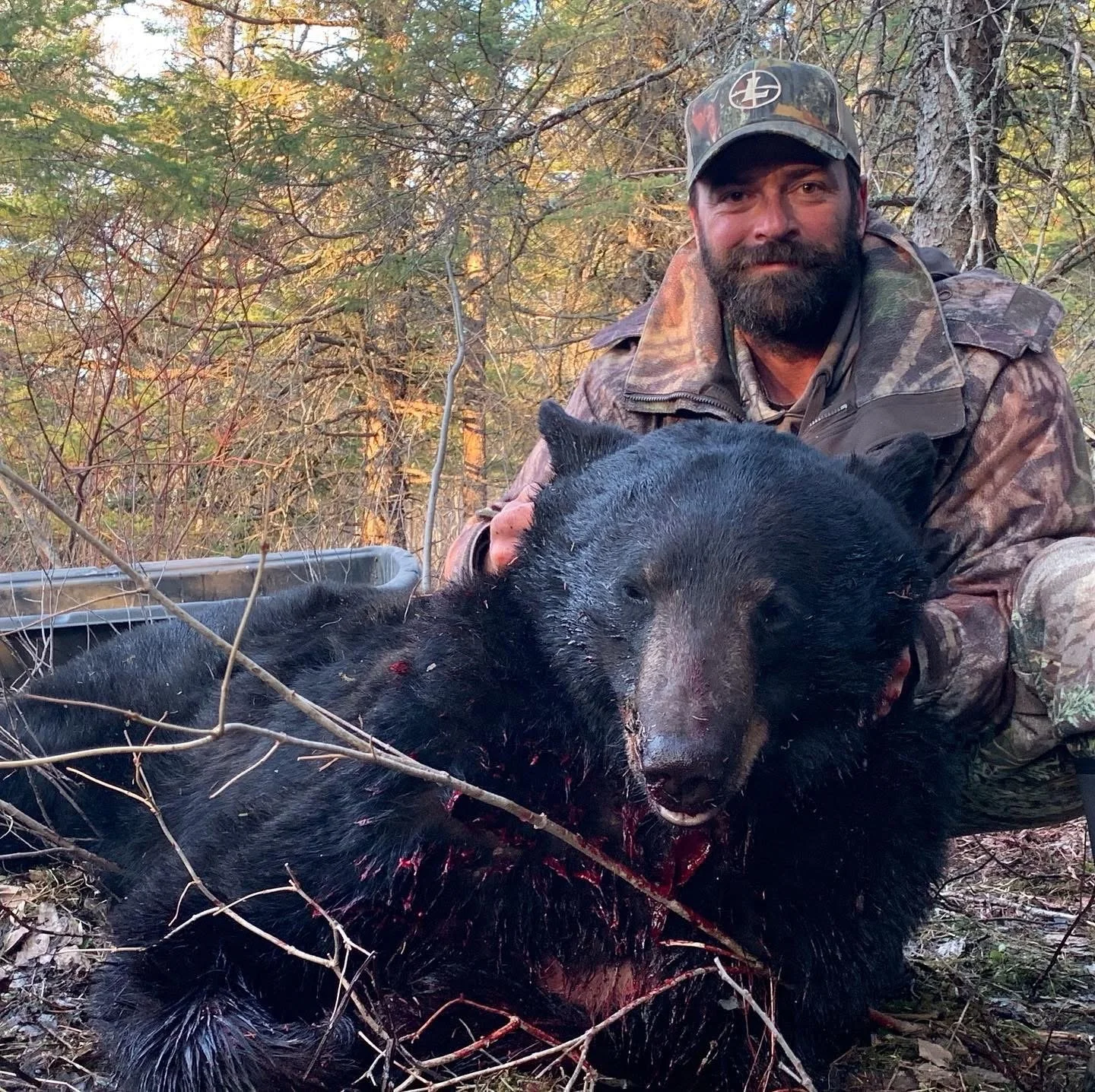A man in camouflage clothing and a cap is kneeling in a wooded area, beside a large black bear.
