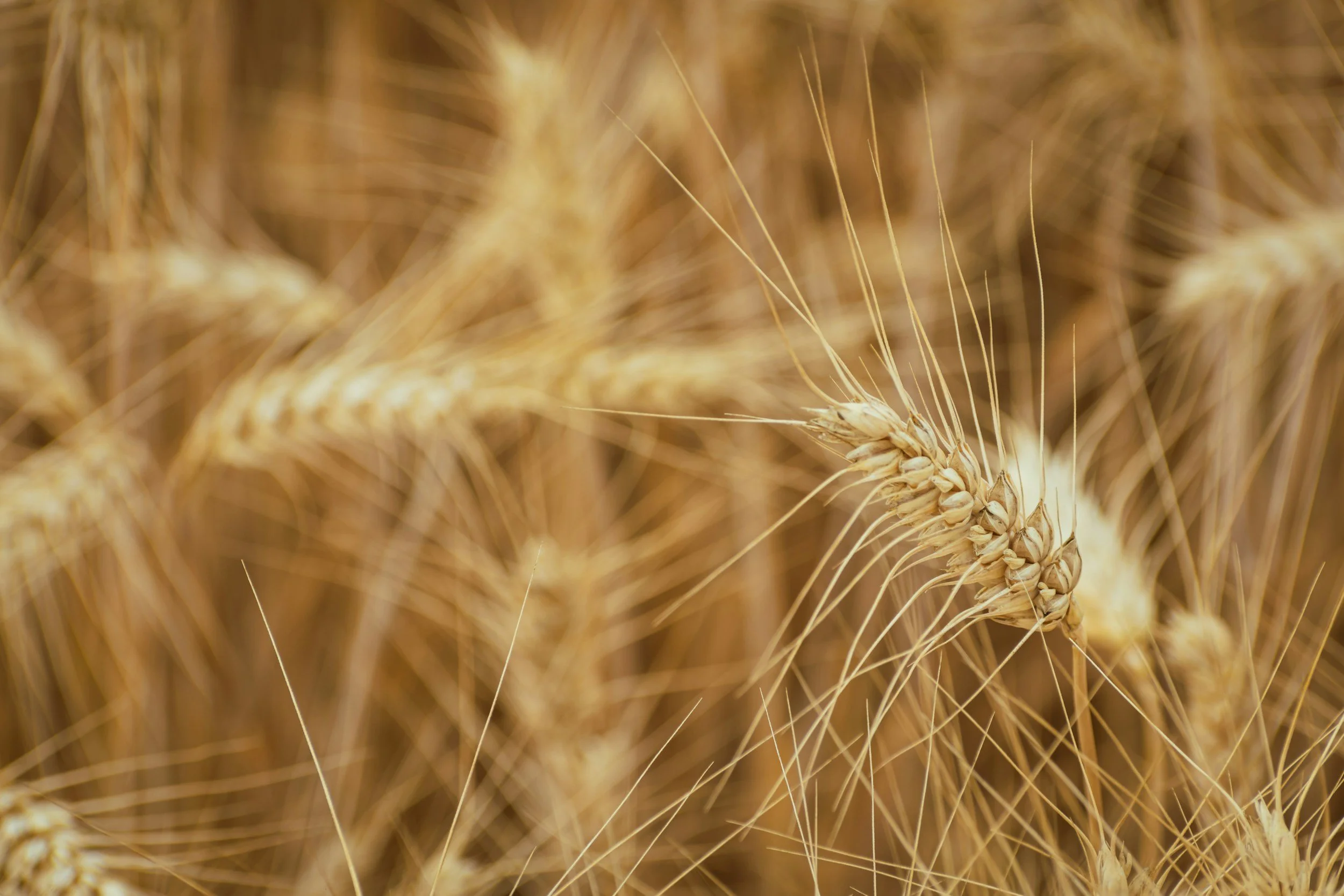 HARVEST
