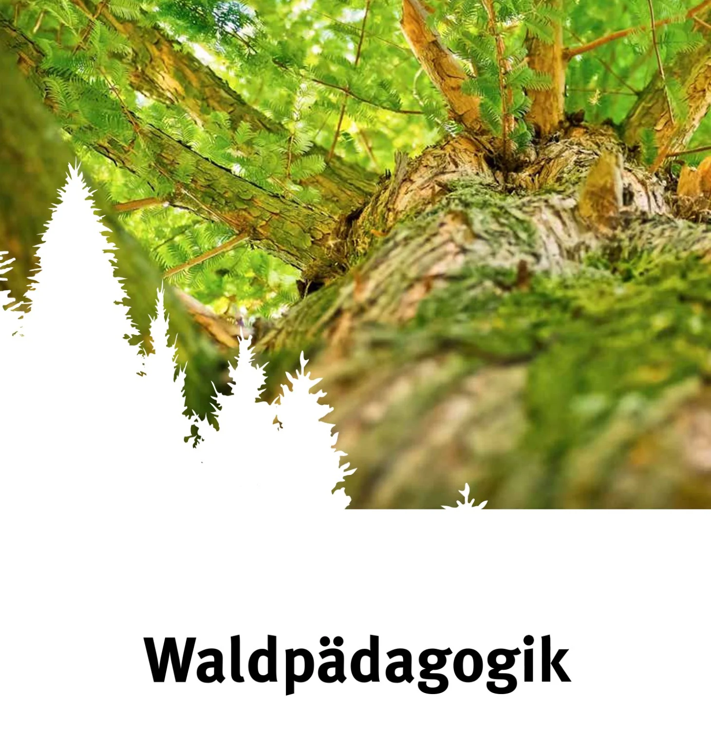 Waldpädagogik
