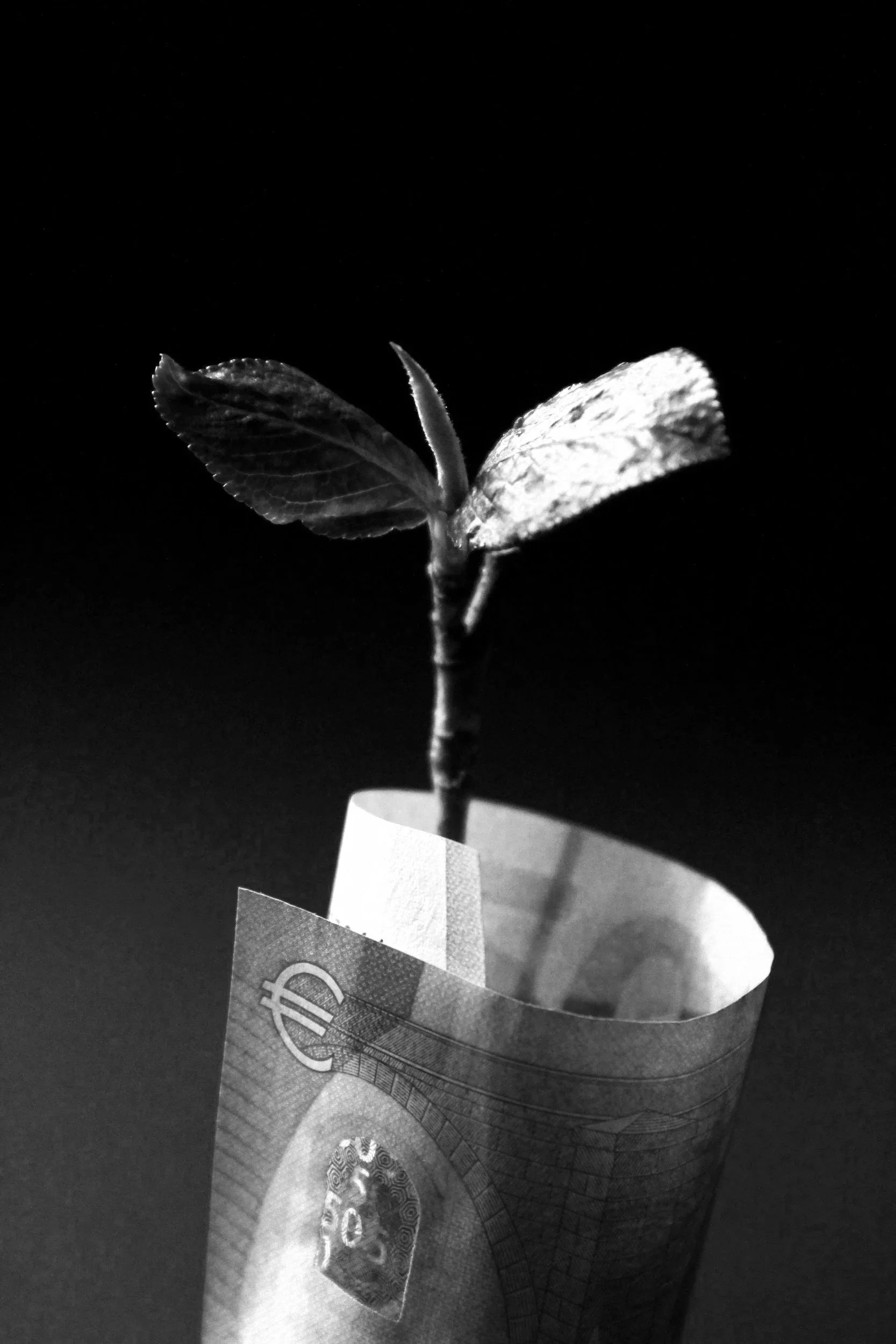 A young plant sprouting from a rolled €20 banknote against a dark background.