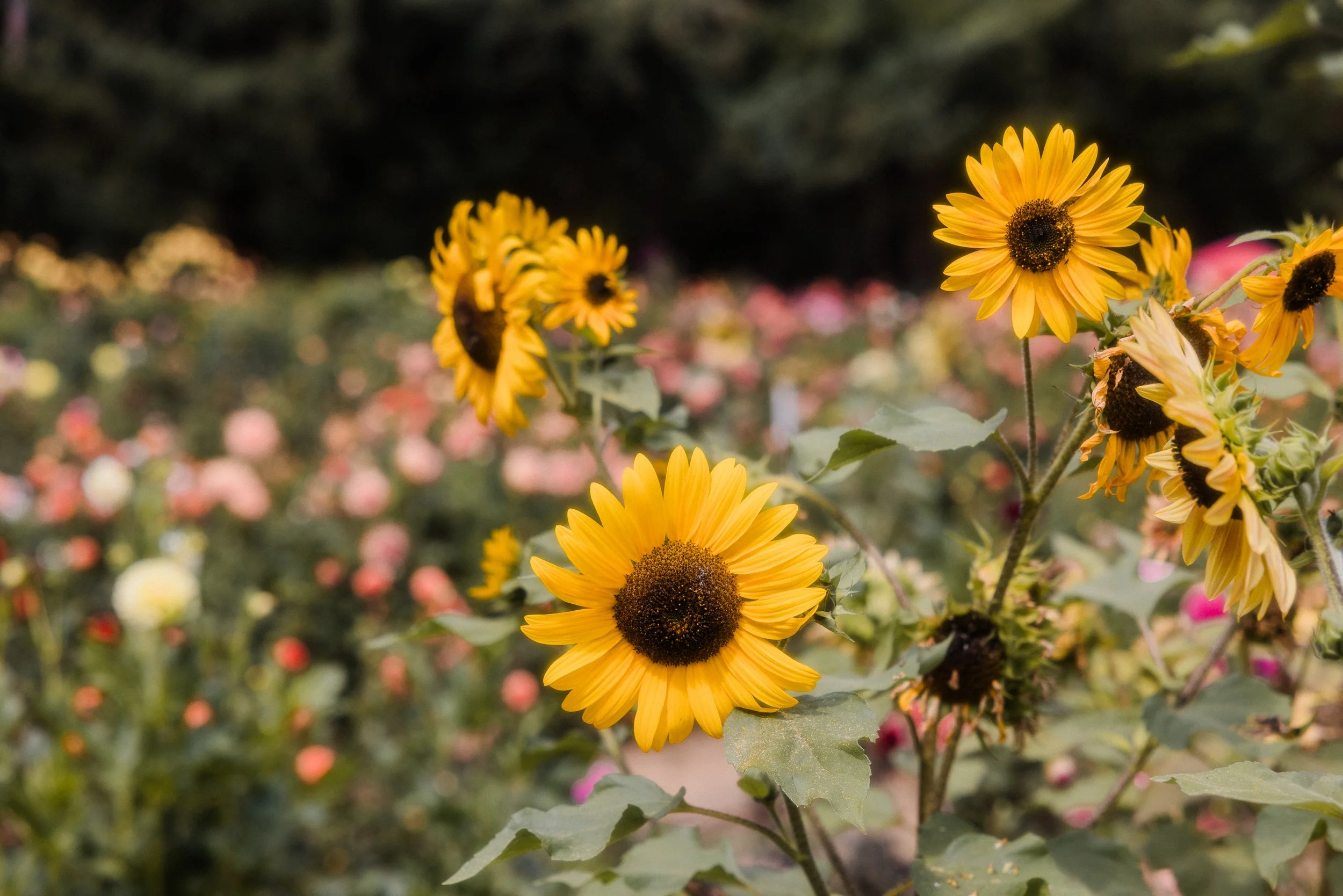 Dahlia-Fest-2026_Jake-Hanson-7.jpg