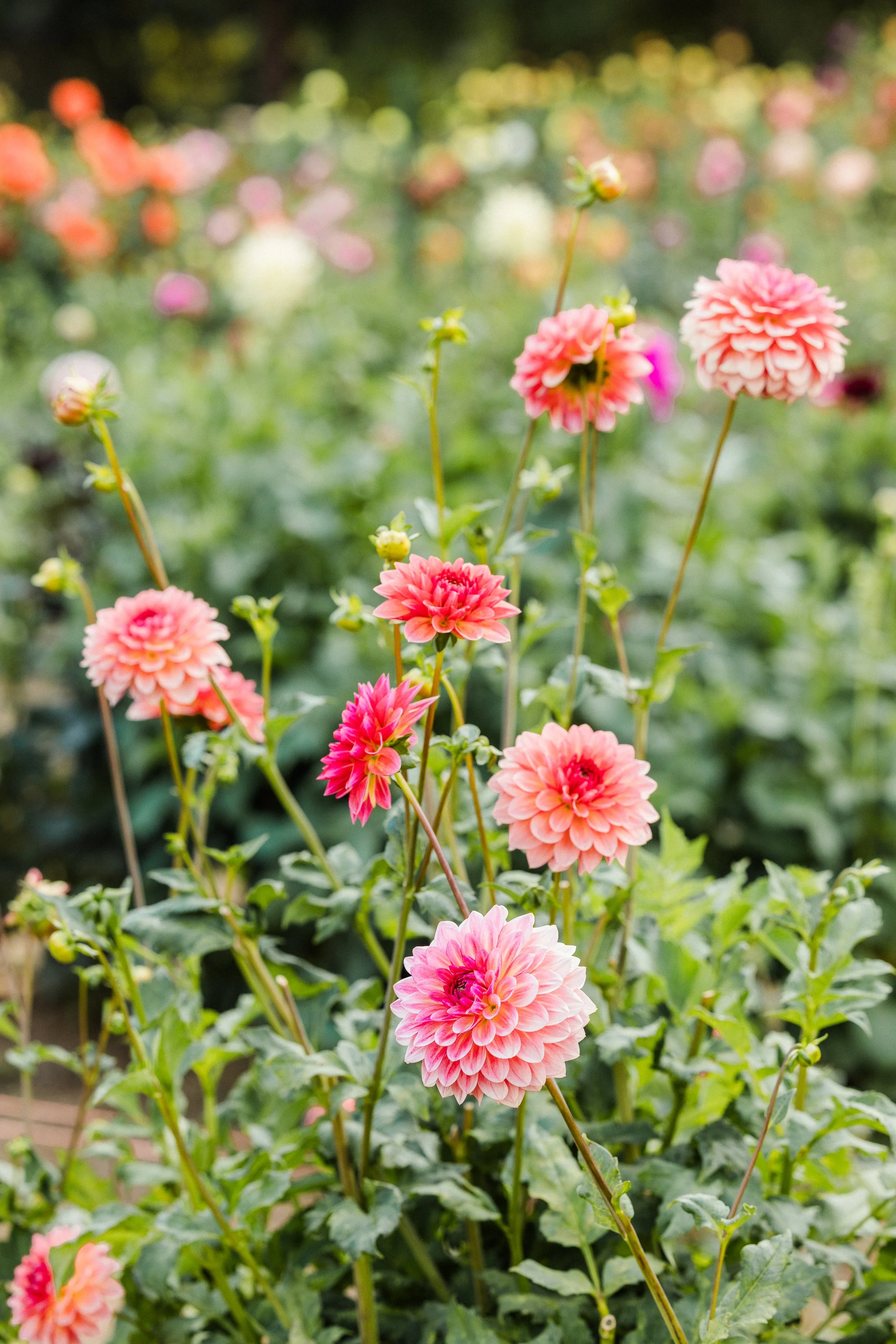 Dahlia-Fest-2026_Jake-Hanson-89.jpg