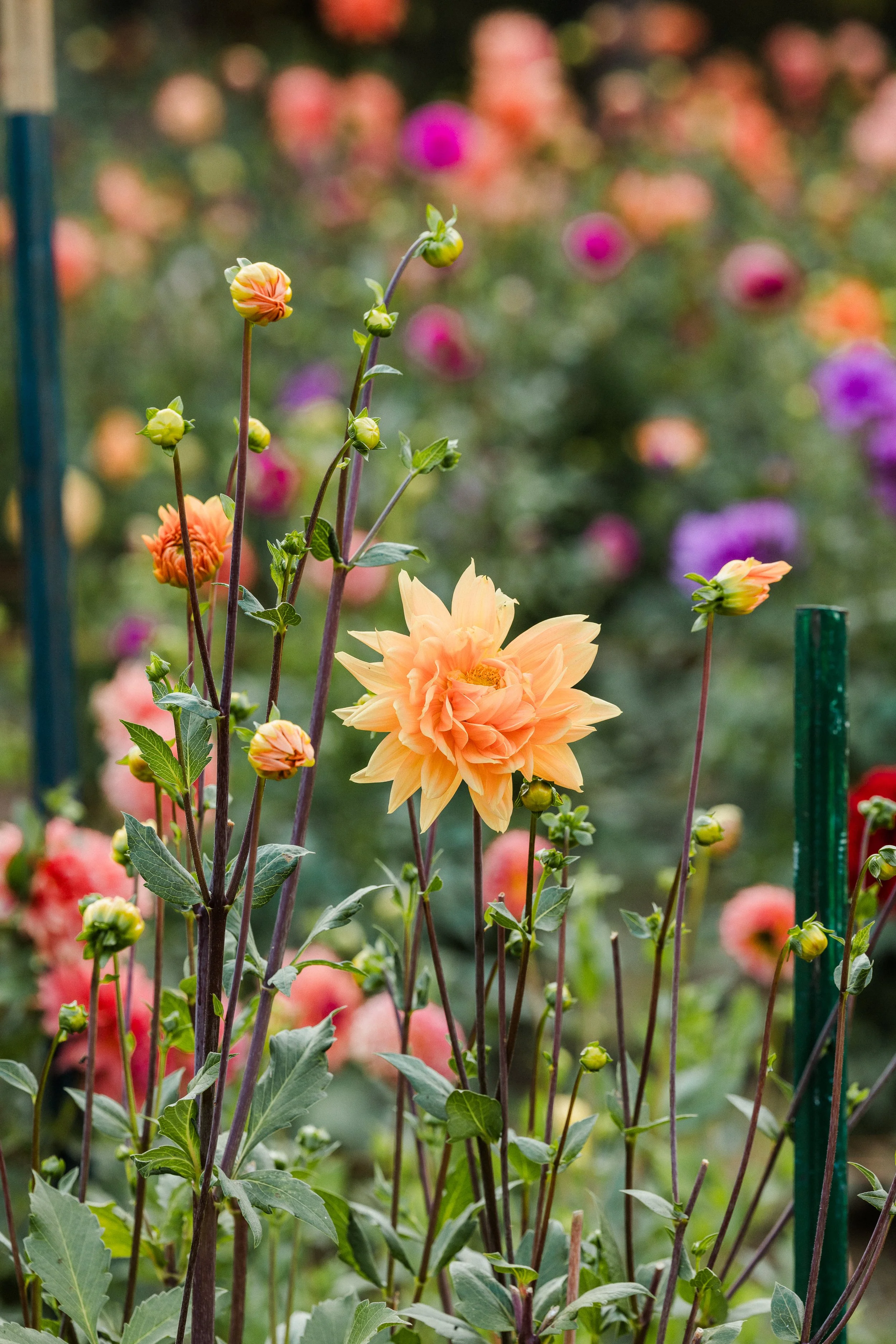 Dahlia-Fest-2026_Jake-Hanson-90.jpg