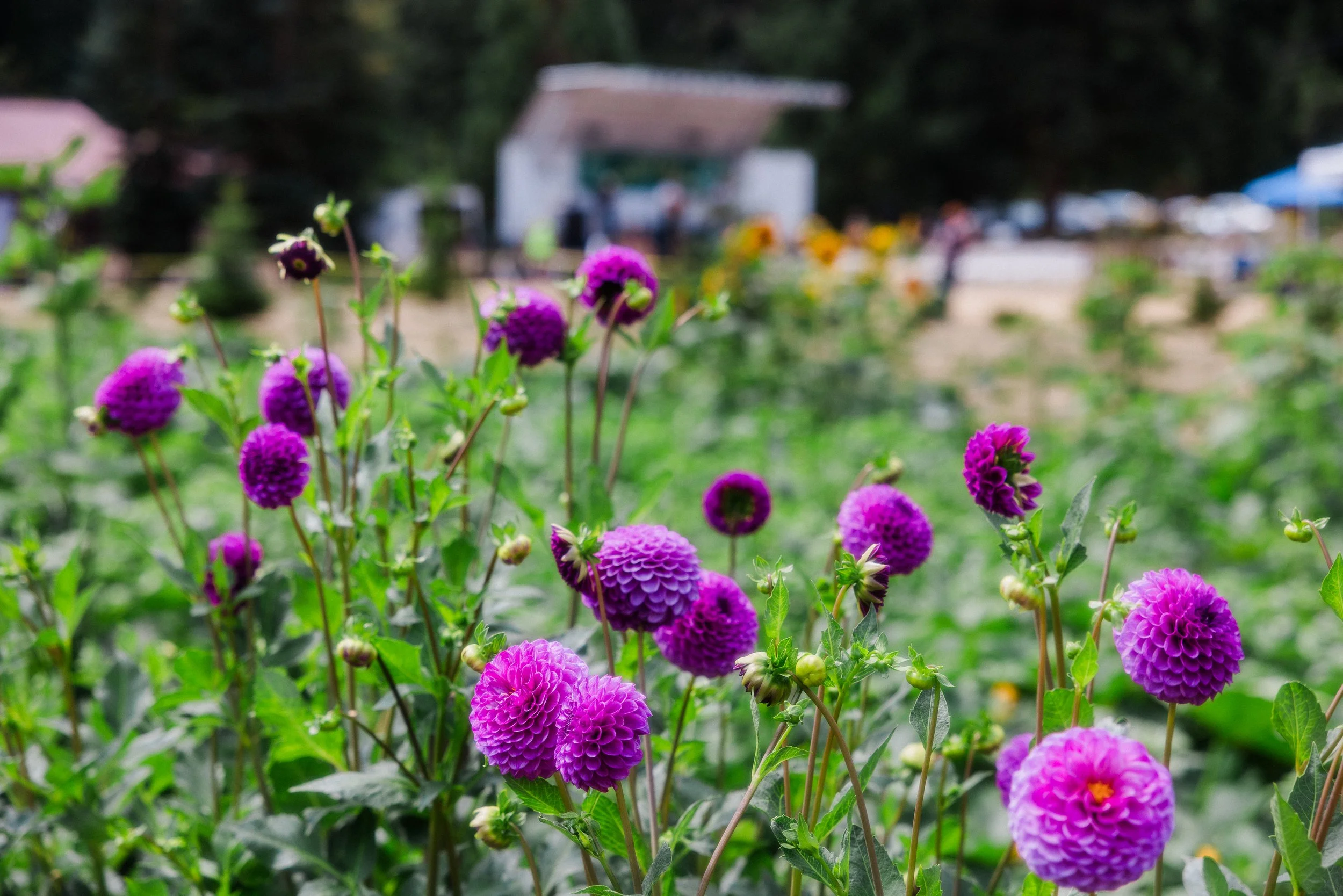 Dahlia-Fest-2026_Jake-Hanson-2.jpg