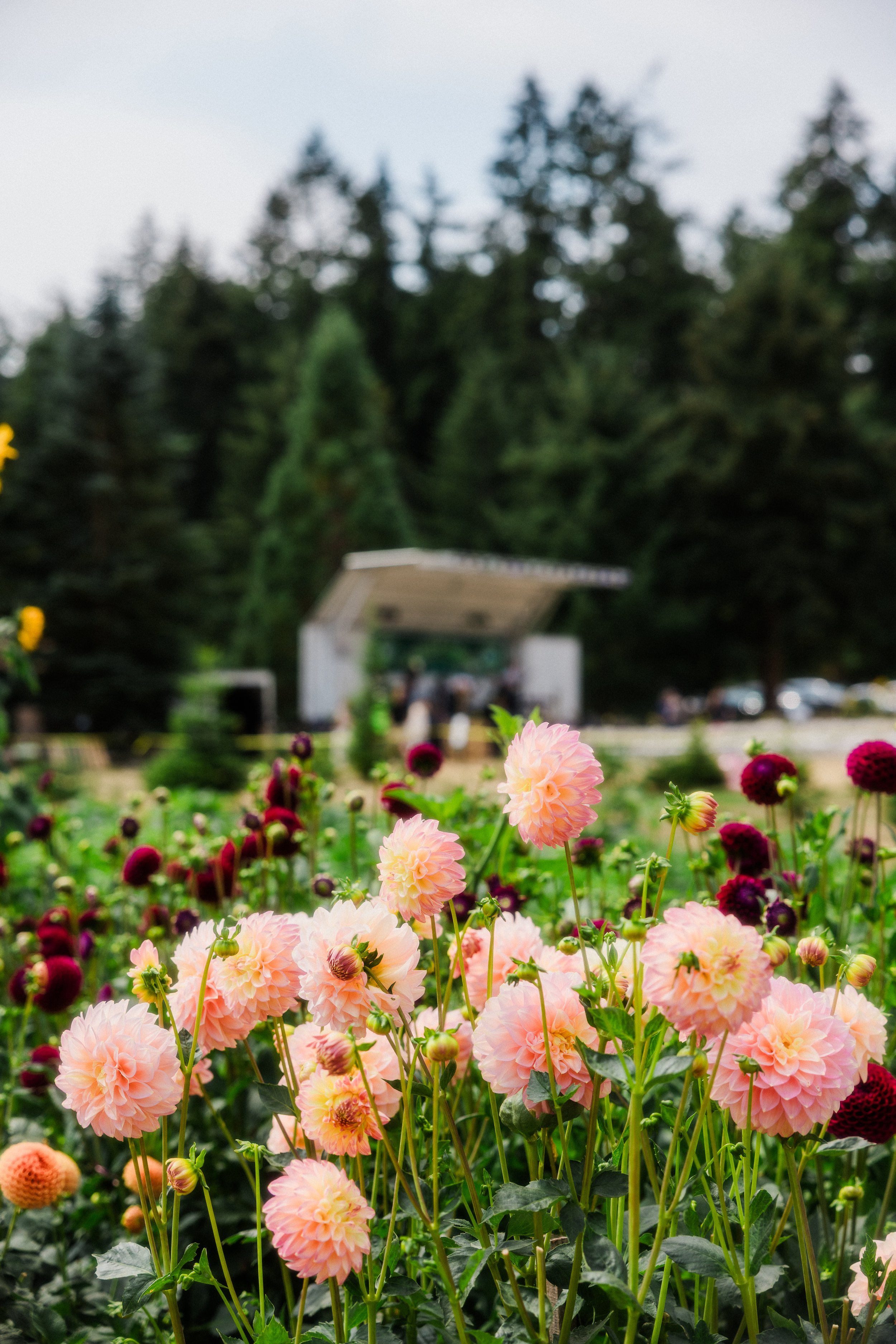 Dahlia-Fest-2026_Jake-Hanson-3.jpg