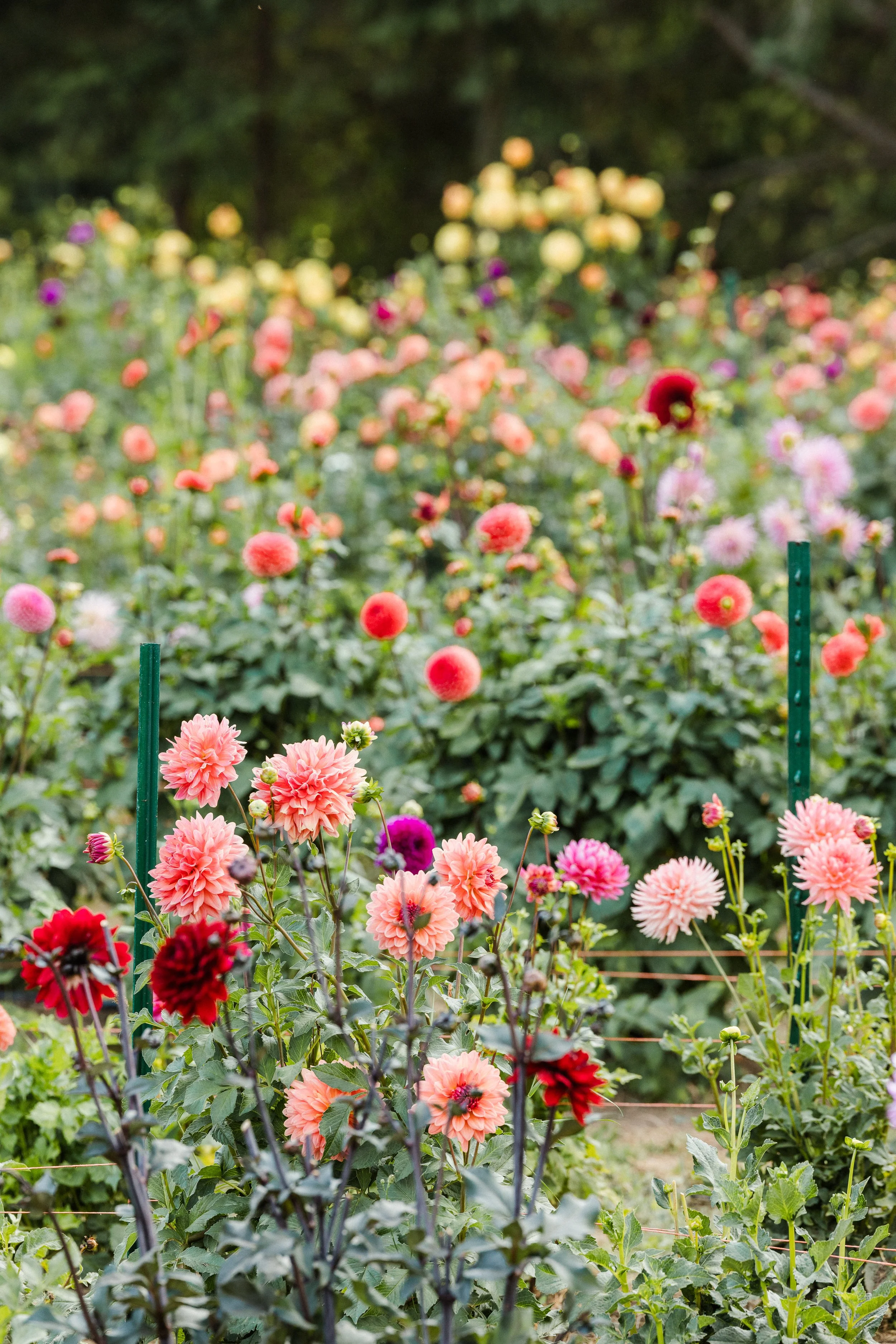 Dahlia-Fest-2026_Jake-Hanson-88.jpg