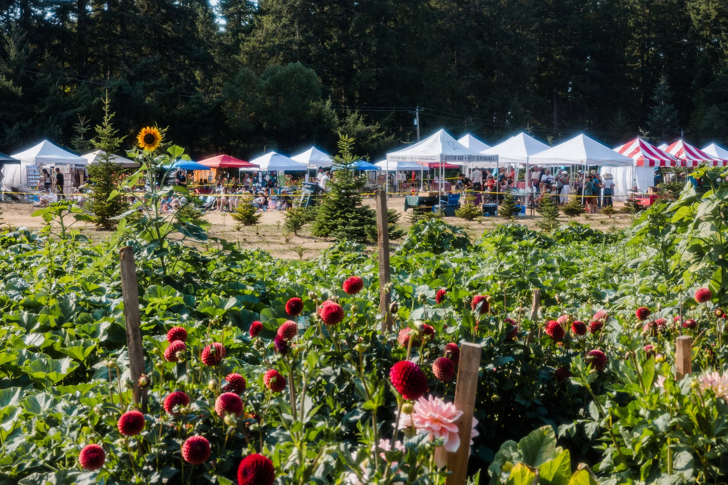 Dahlia-Fest-2026_Jake-Hanson-61.jpg