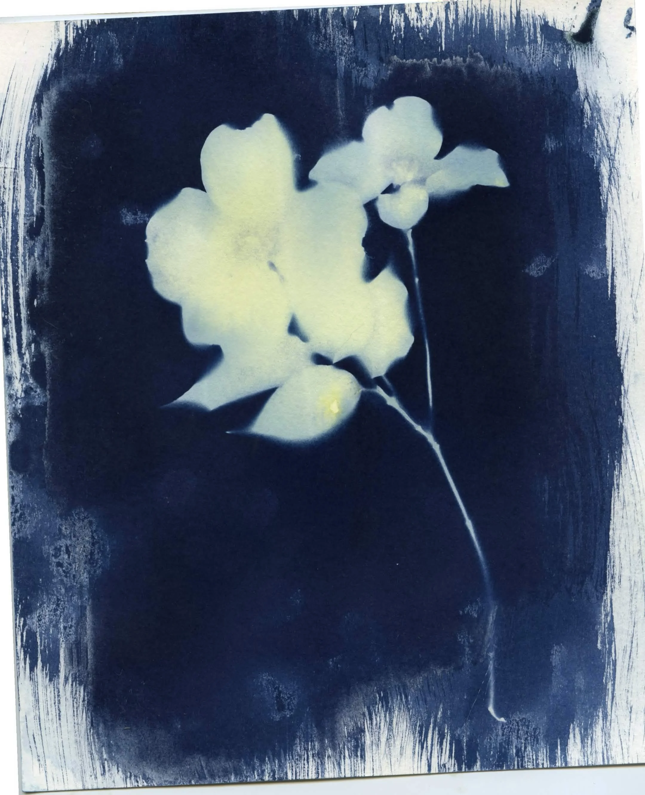 Cyanotype