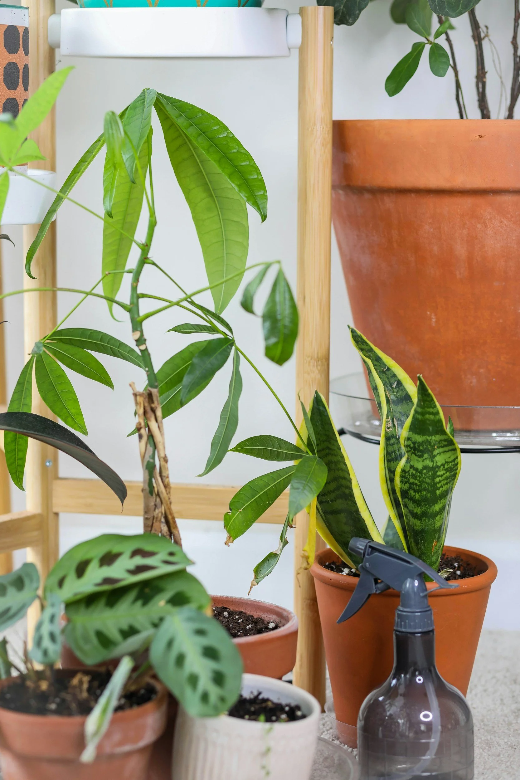 tree plant and snake plant on shelf with cream color overal
