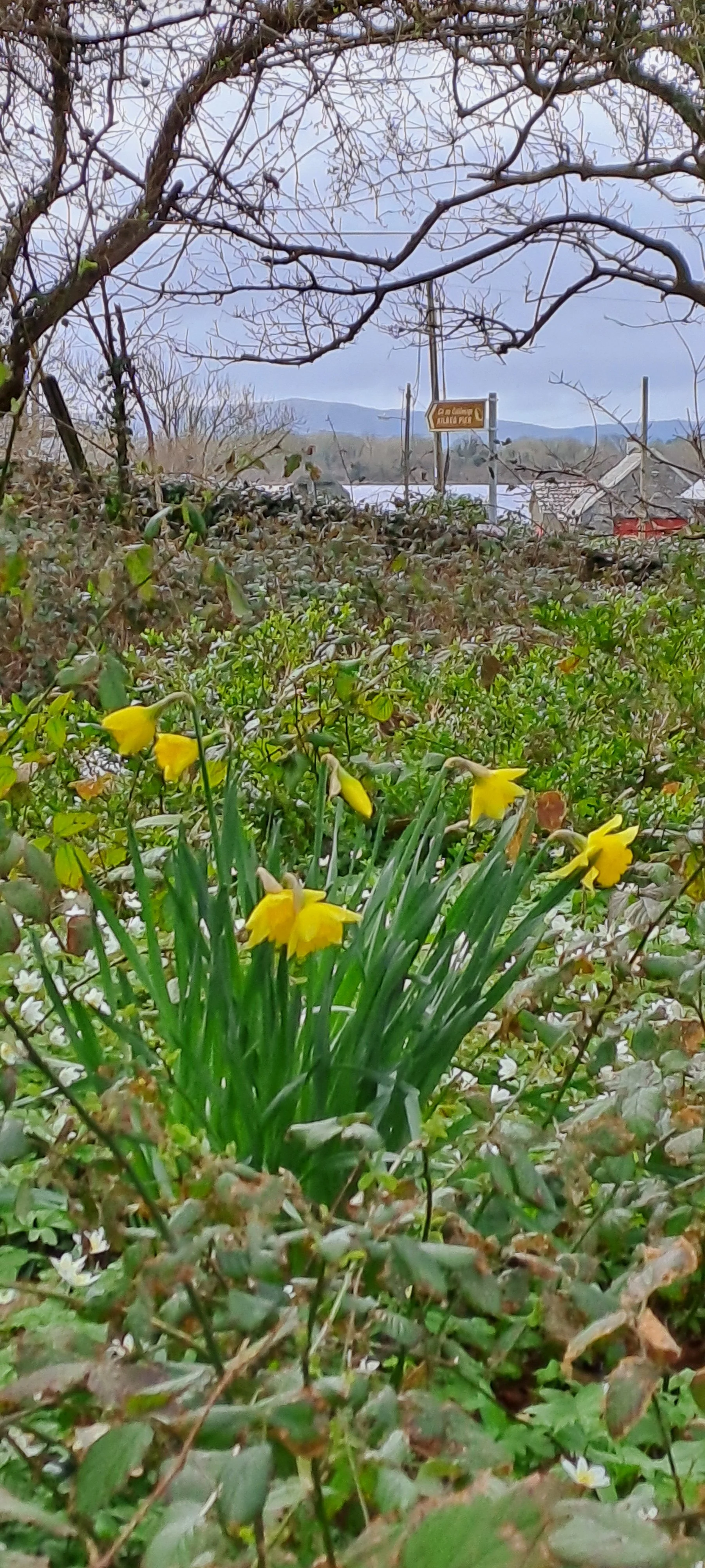 Spring daffodils in the grounds at Kilbeg Pier, Lough Corrib, Galway