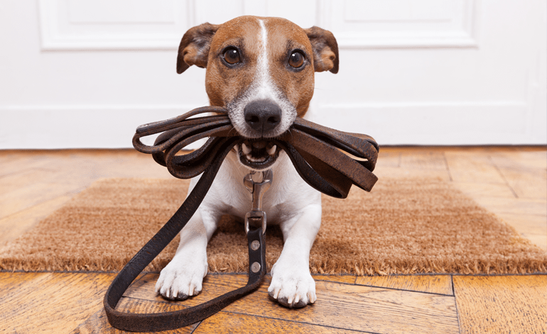 Dog or Cat Leather Strap / Collar