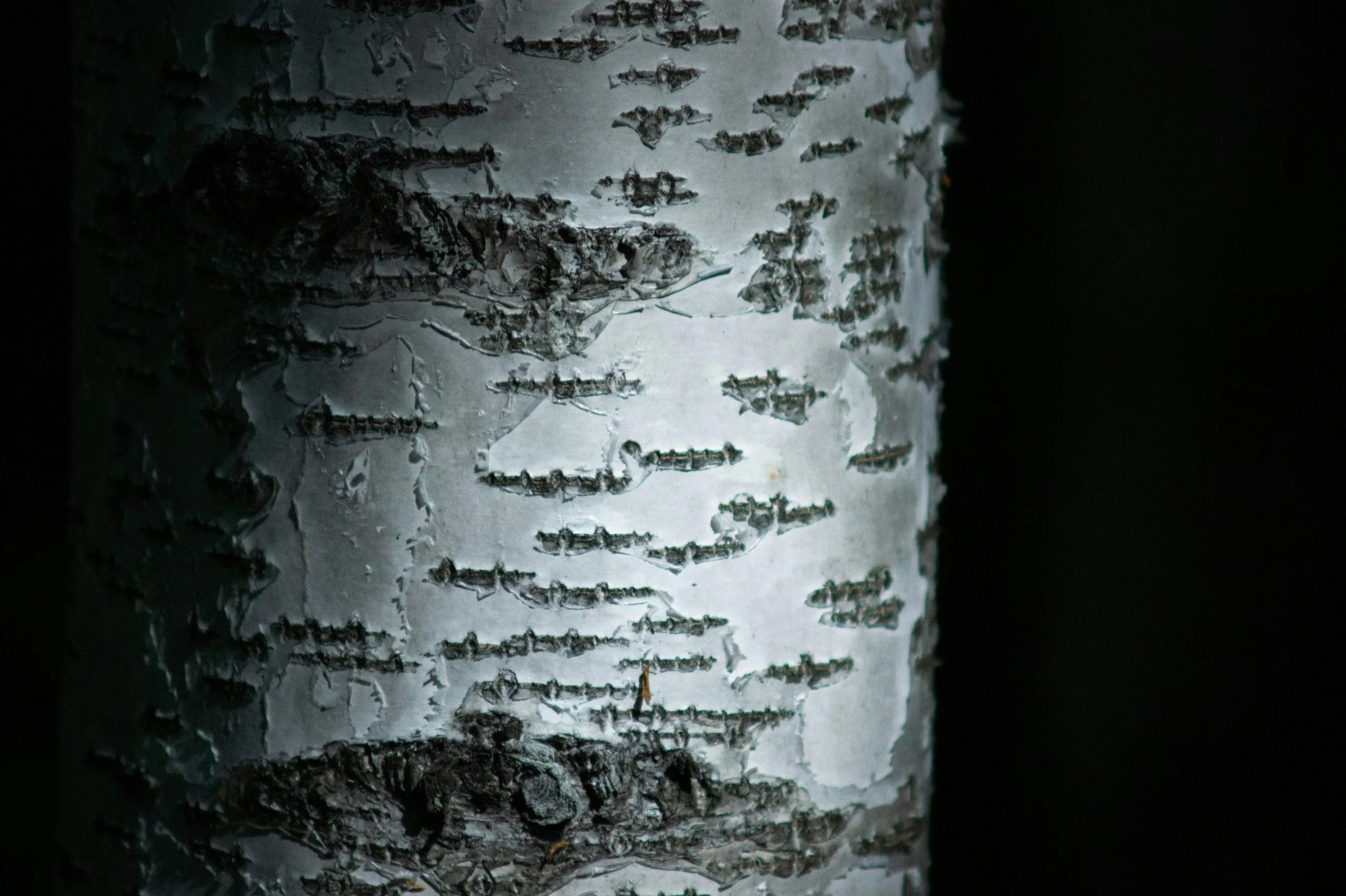 Close-up of a birch tree trunk showing its characteristic white bark with horizontal black marks.