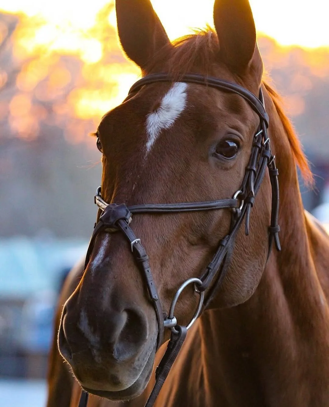 Horses and Ponies for Lease