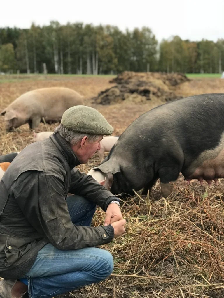En mann i jakke og caps som knebler ned mot grisebinge, omgitt av griser på en åker med trær i bakgrunnen. - Rolis Bodega, Nordstrand, Oslo