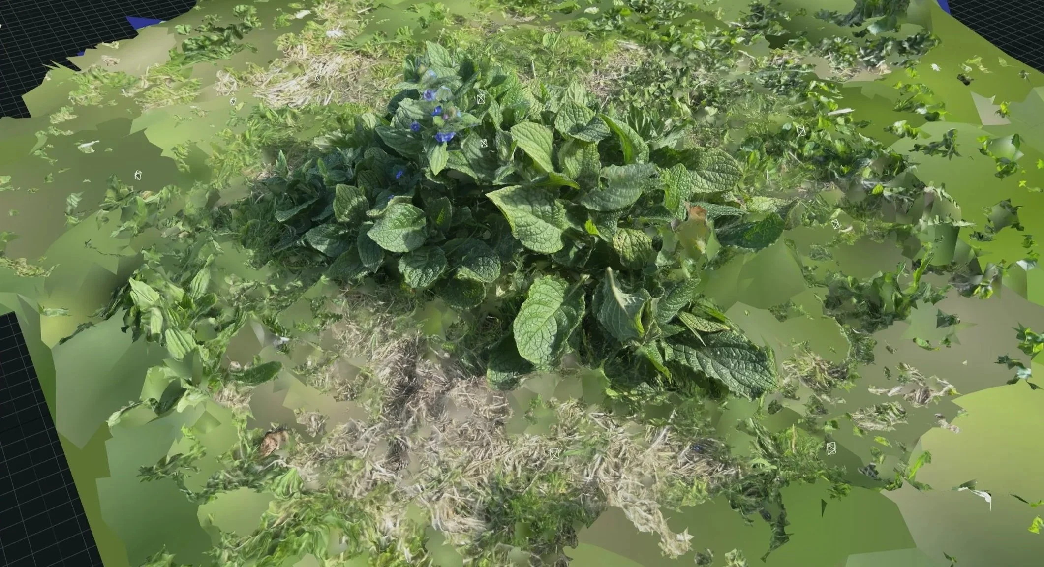 3D rendering of a green leafy plant with purple flowers, surrounded by a similar landscape in a virtual environment.