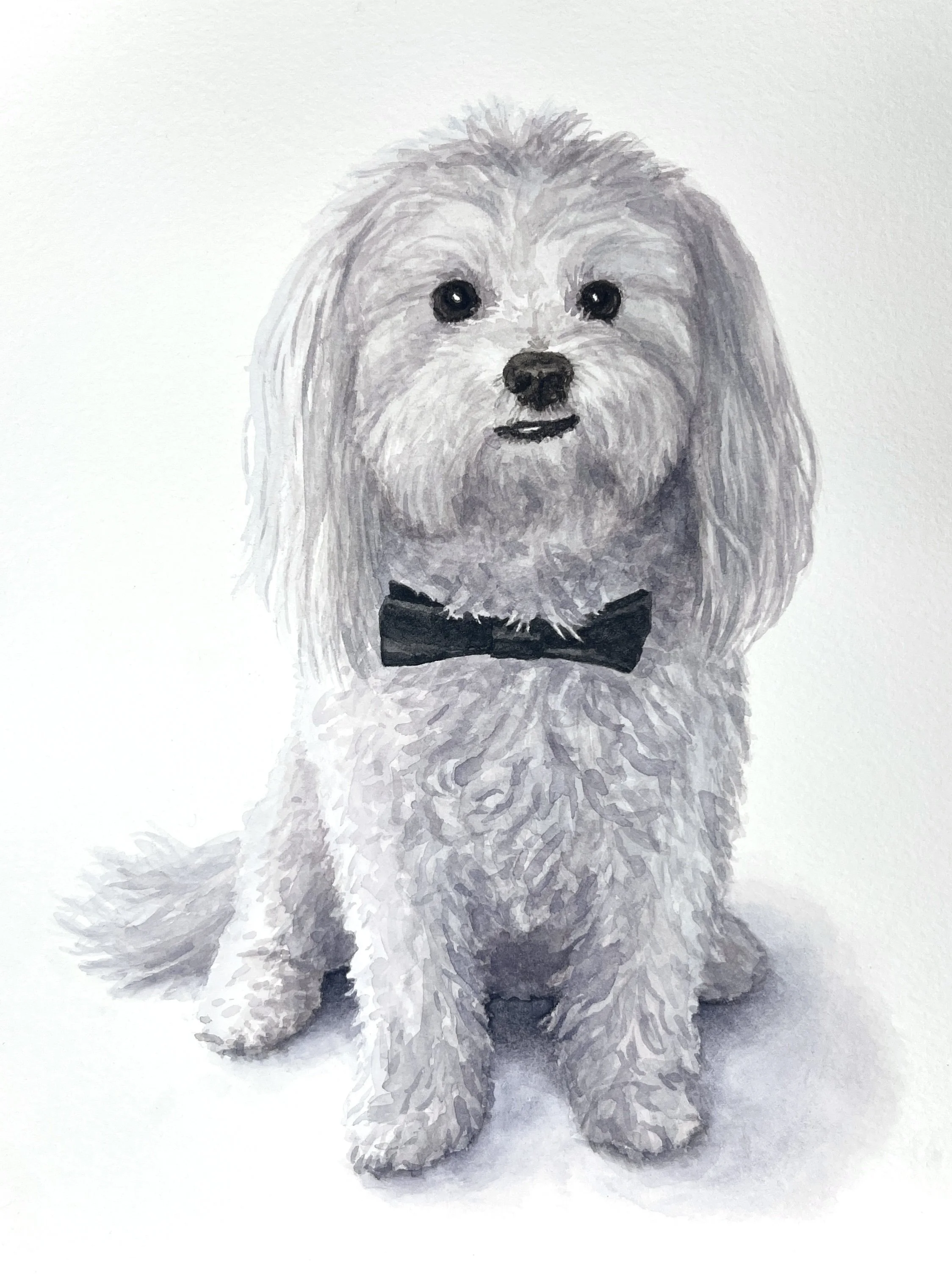 Buddie - A kind and welcoming soul.
[Sold]
