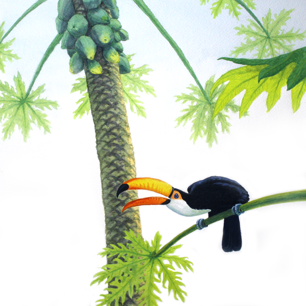 Toucan Play at This Game - This particular toucan had a palette for papayas