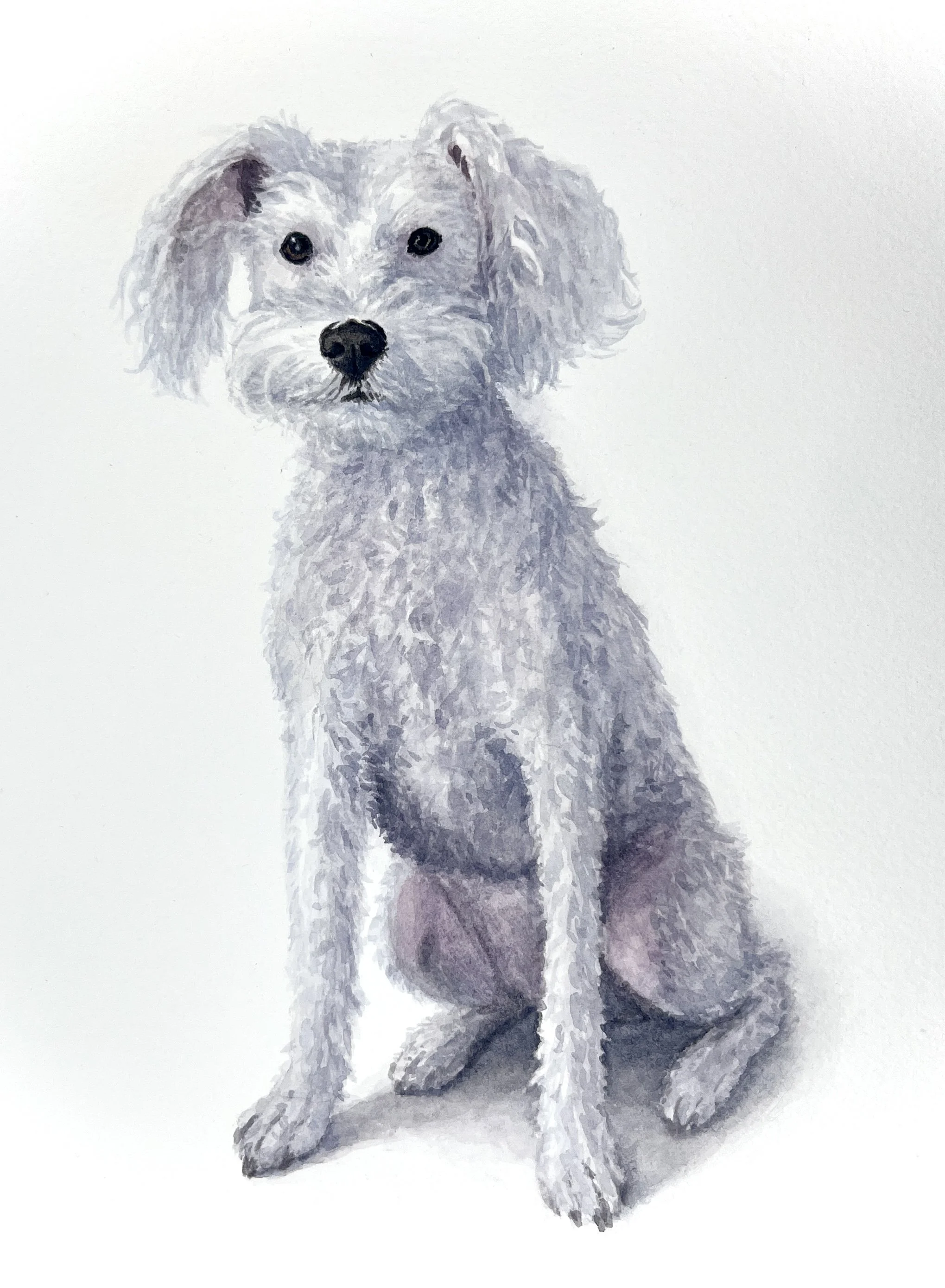Diva - Not only is she dangerously smart, but is full to the brim with personality. 
[Sold]
