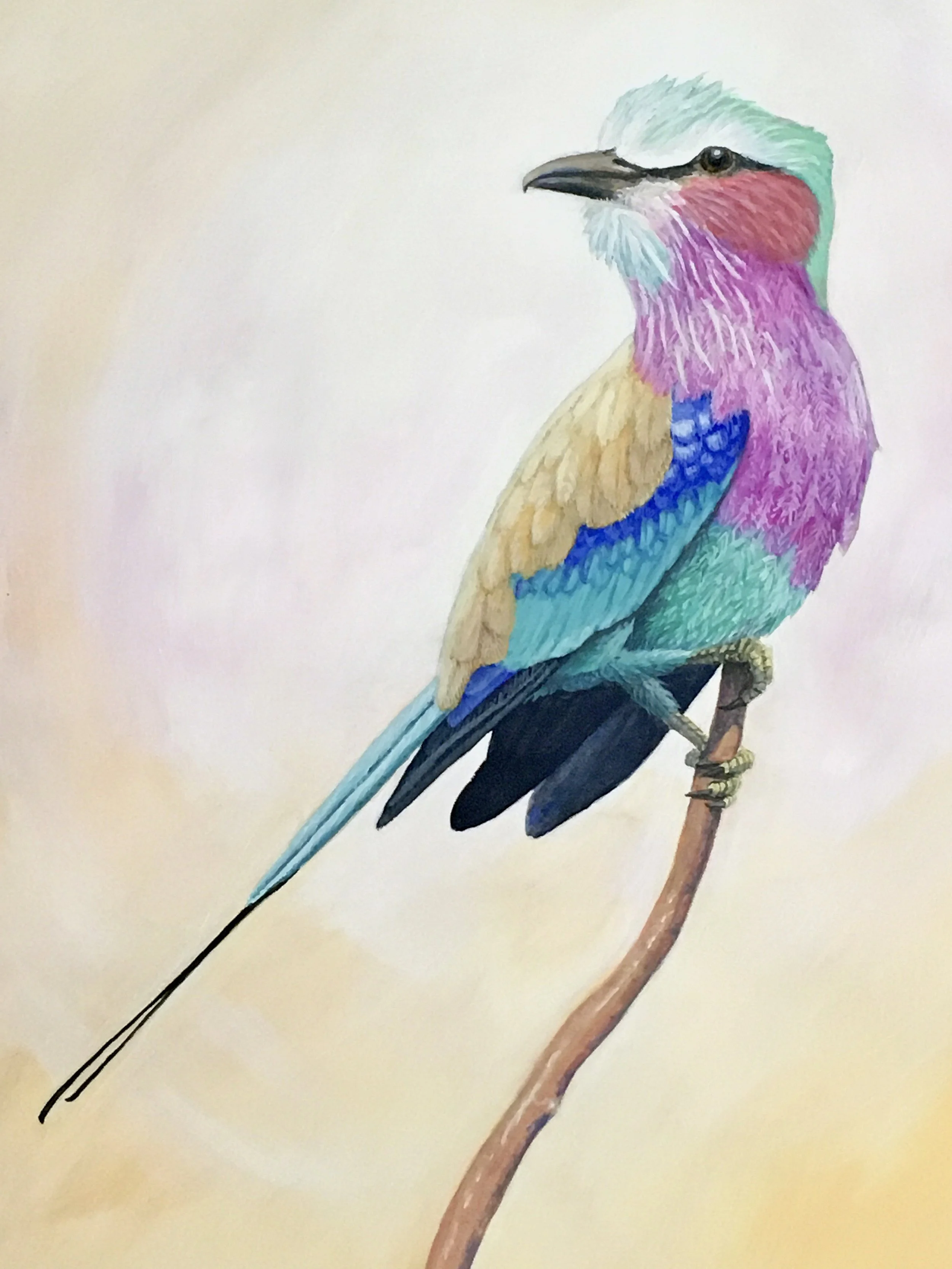 Lilac Breasted Roller - A bird all too common in Kenya, and far too colorful