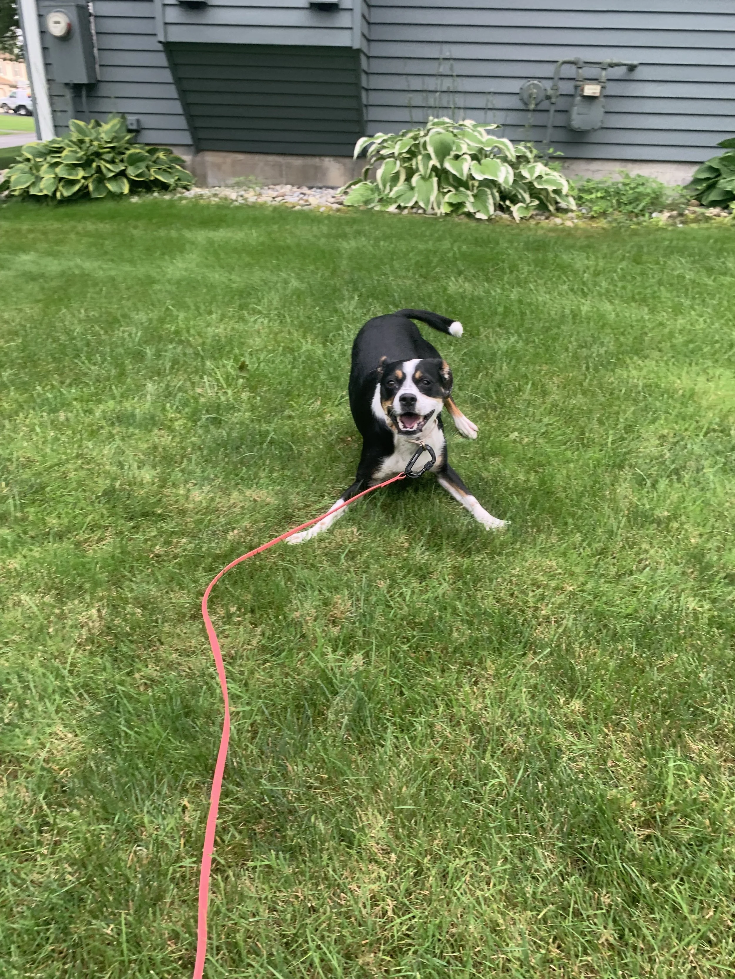 Wag Packs- Weekly Walks Made Simple!