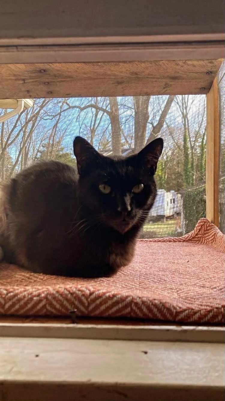 Pet Sitting! (Any/all pets)