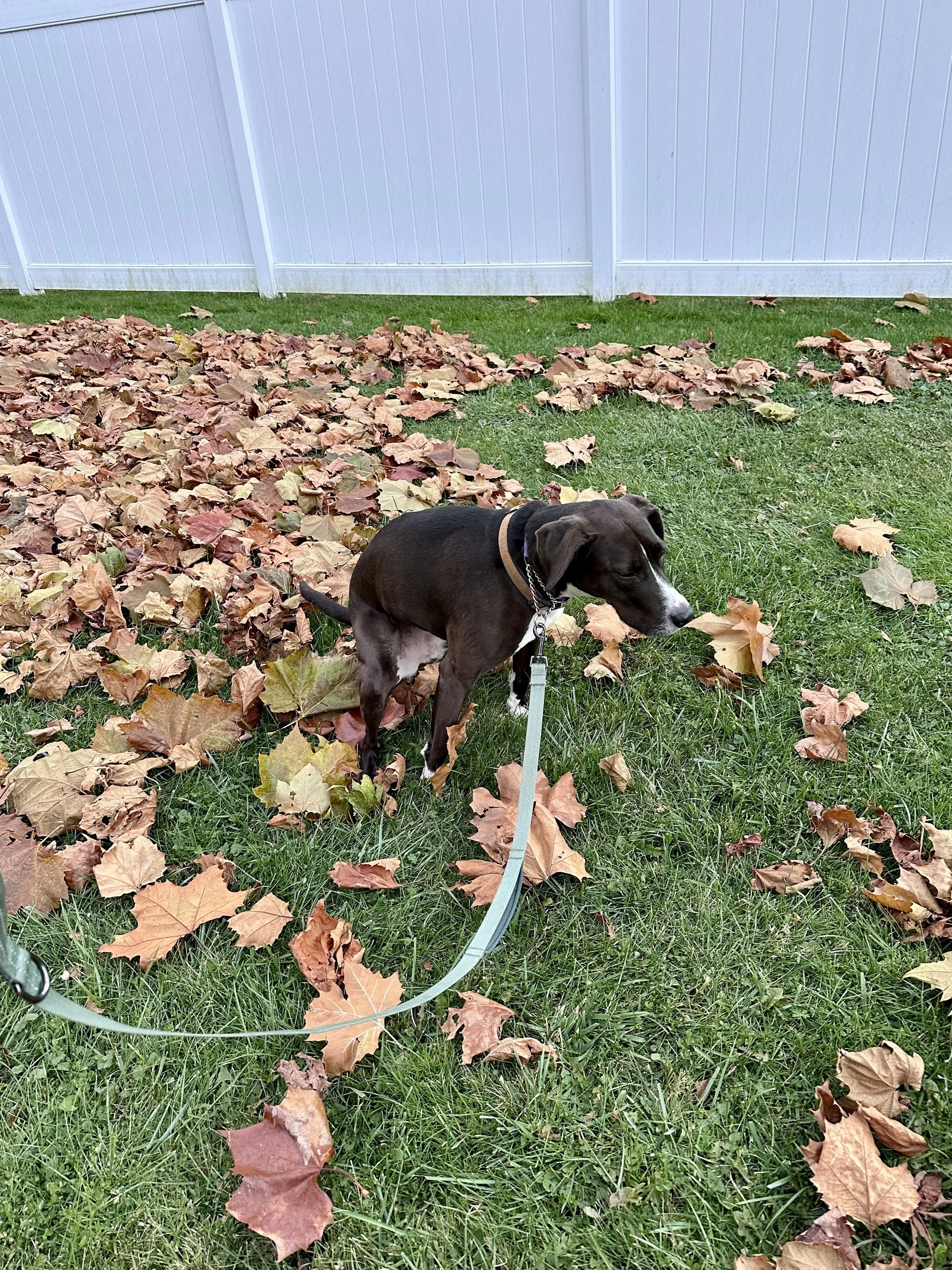 Yard Poop Clean-up