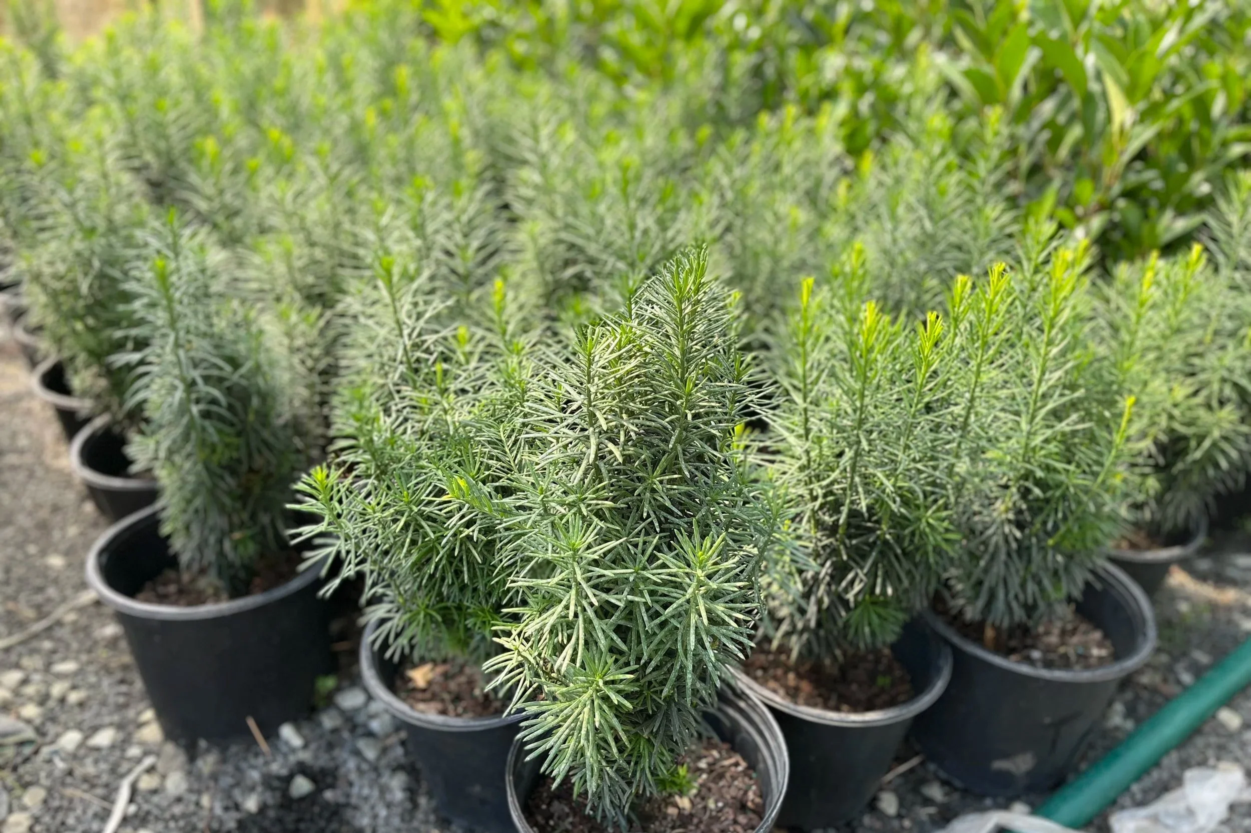 Potted 3 gallon Cephalotaxus harringtonia 'Fastigiata' growing in a hoop house.