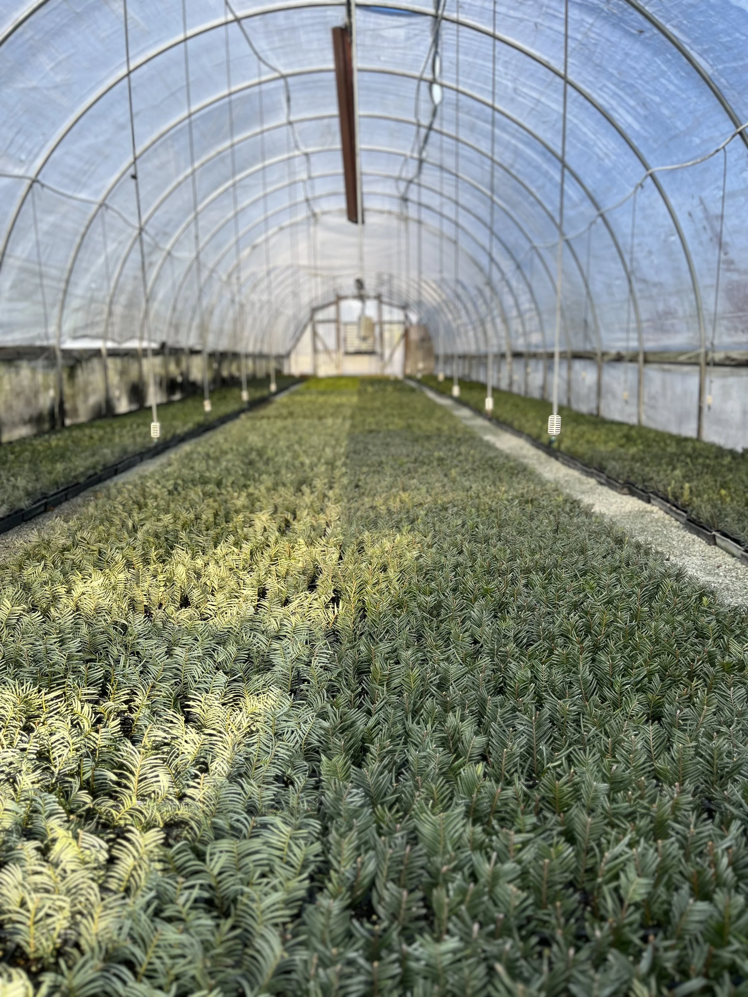 Inside a greenhouse with rows of green plants growing on the ground, arched metal frames supporting a plastic cover.