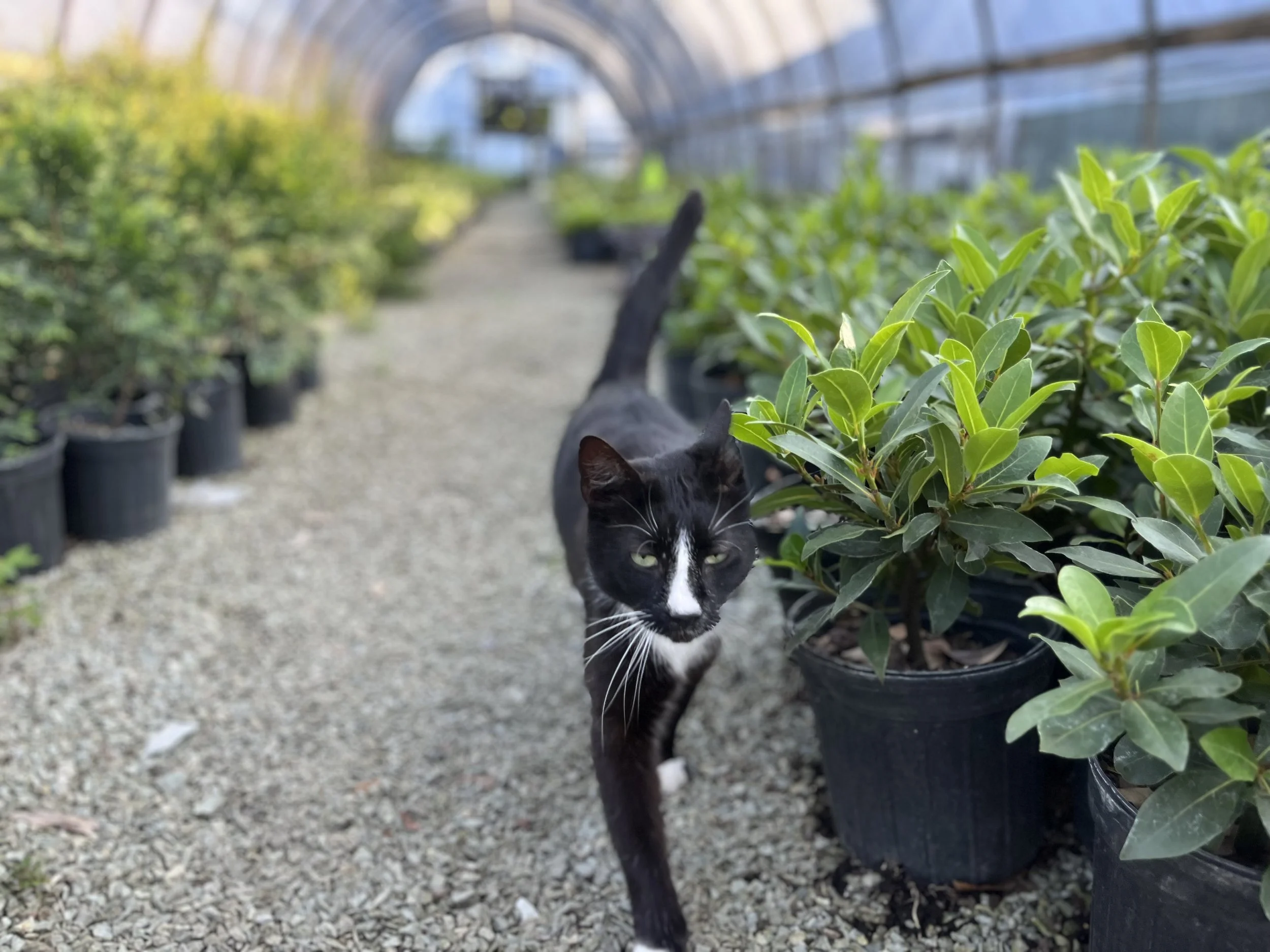 Black and white cat with yellow eyes walking among potted plants in a greenhouse.
