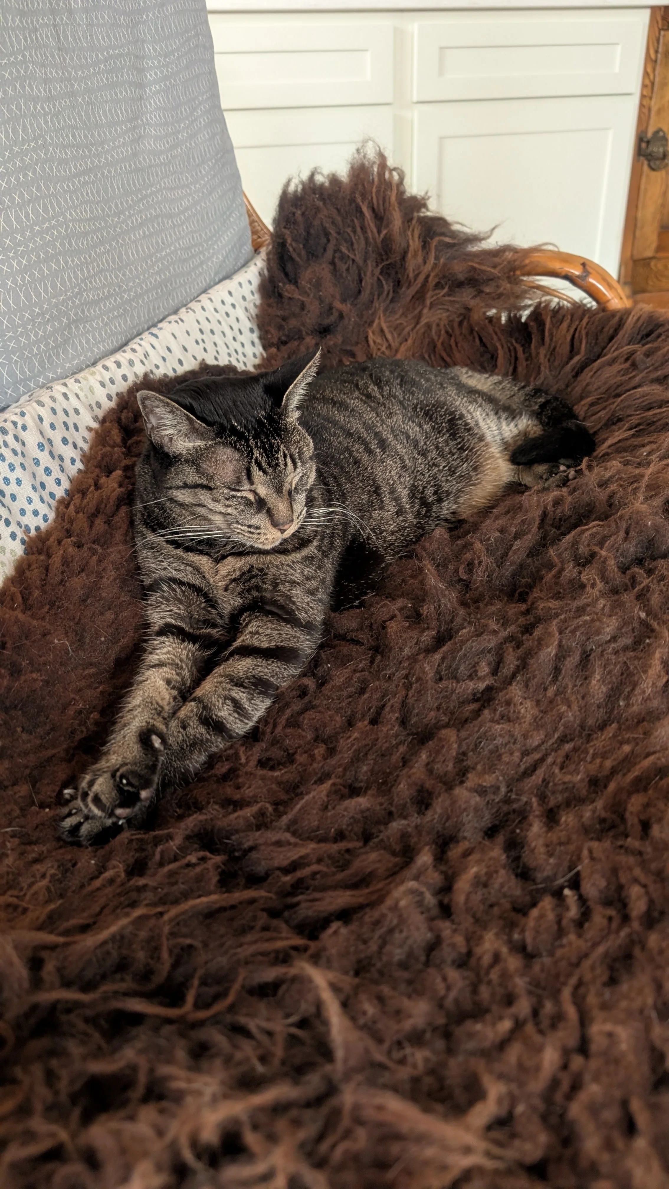 A tabby cat lying on a brown fuzzy blanket In the background, there are white cabinets and a wooden door.