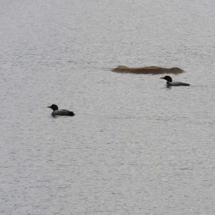 Two loons floating on a body of water with a piece of wood or debris in the background.