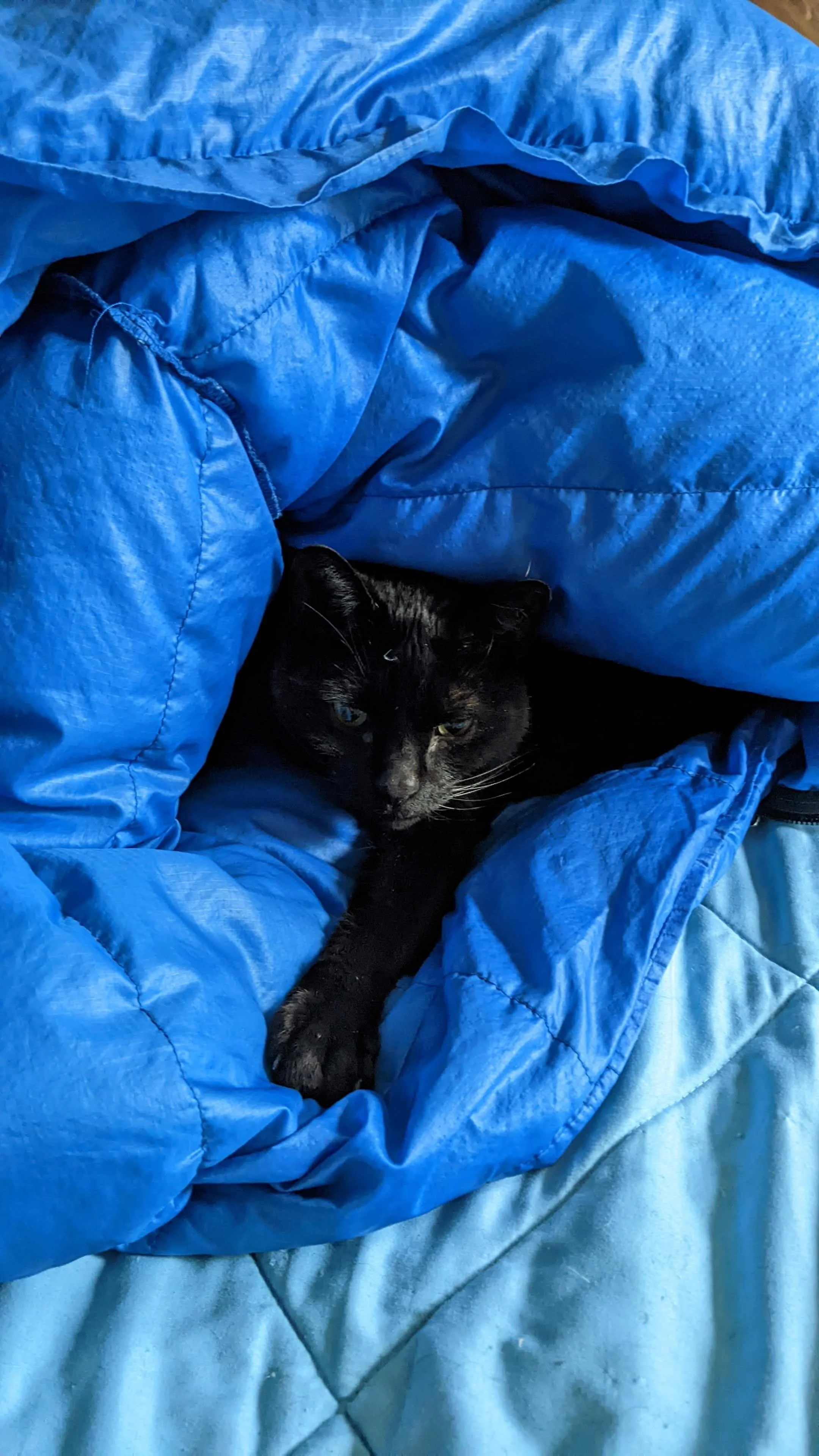 A black cat lying on a crumpled blue sleeping bag, with its eyes partially open and relaxed.
